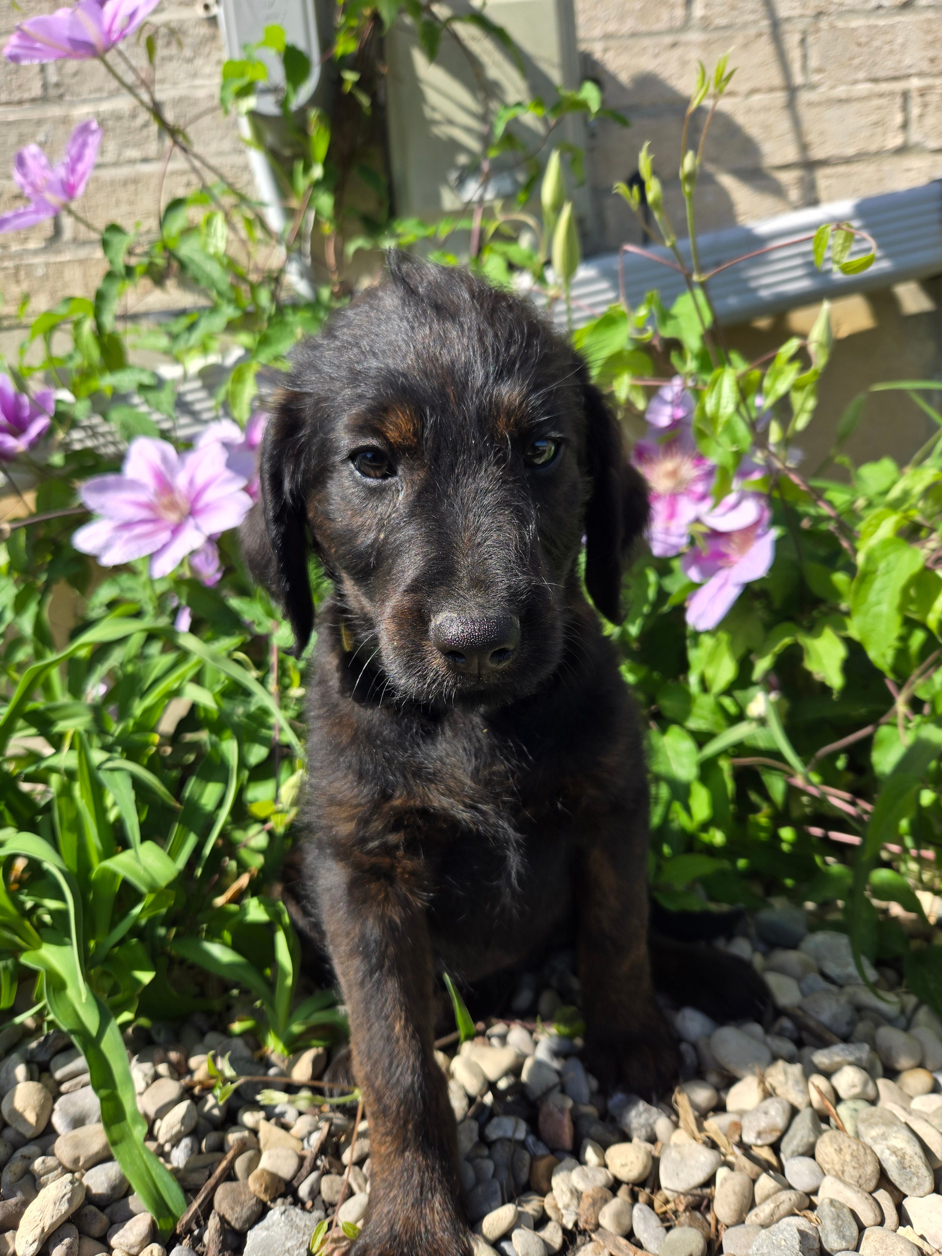 Luna – Labradoodle puppy for sale in Williamstown, KY