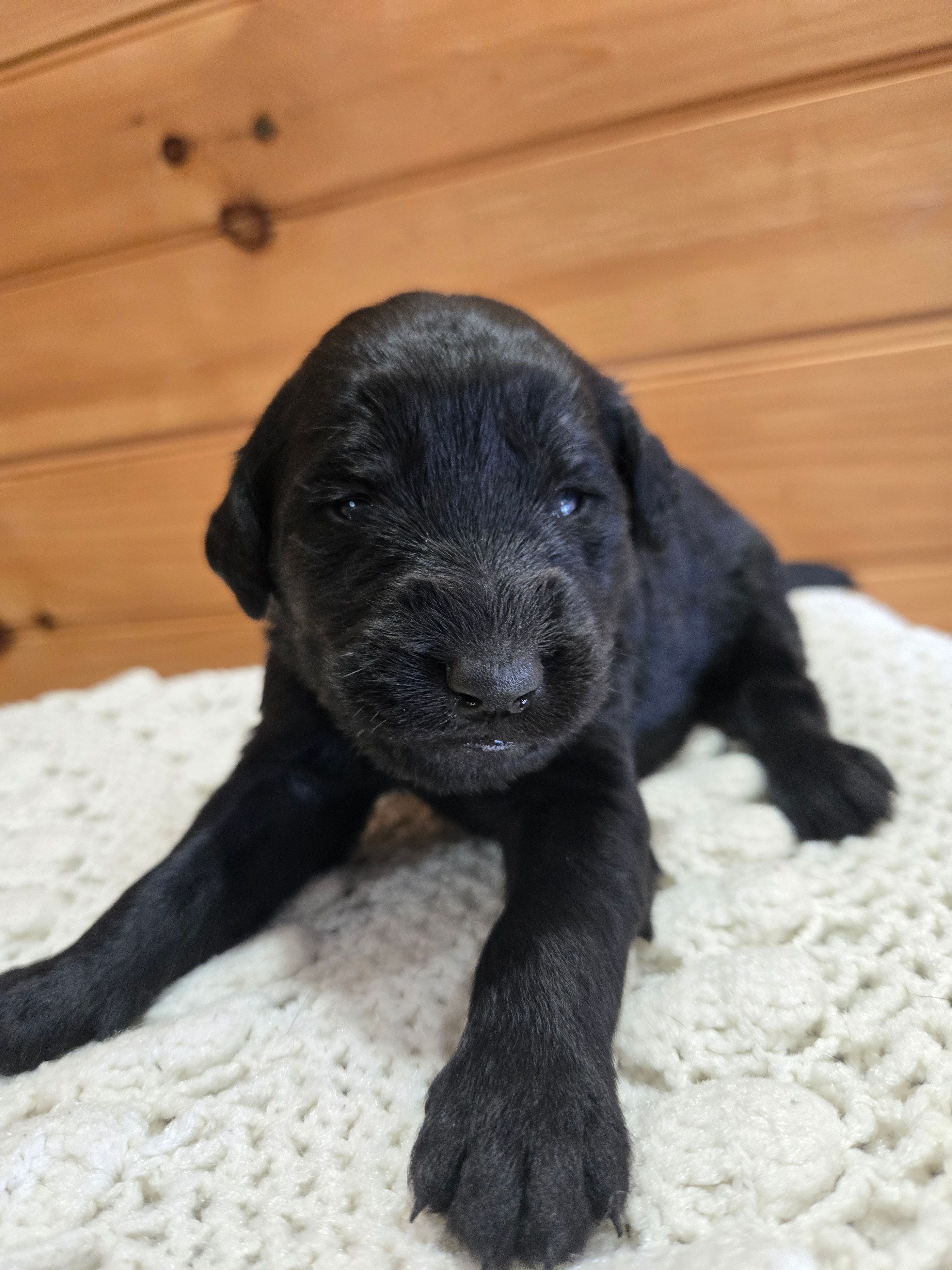 Marley – Labradoodle puppy for sale in Williamstown, KY