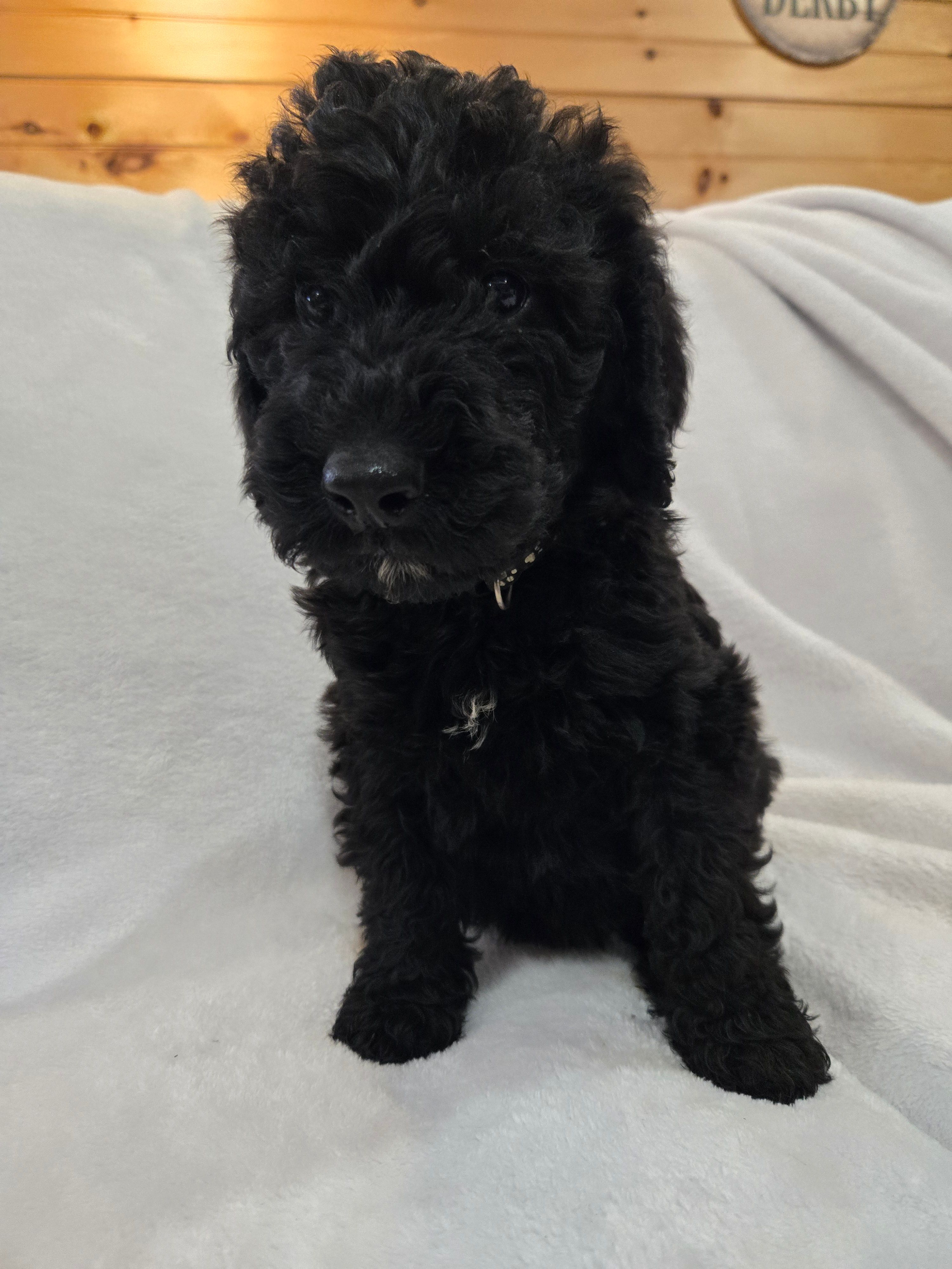 Bentley – Labradoodle puppy for sale in Williamstown, KY