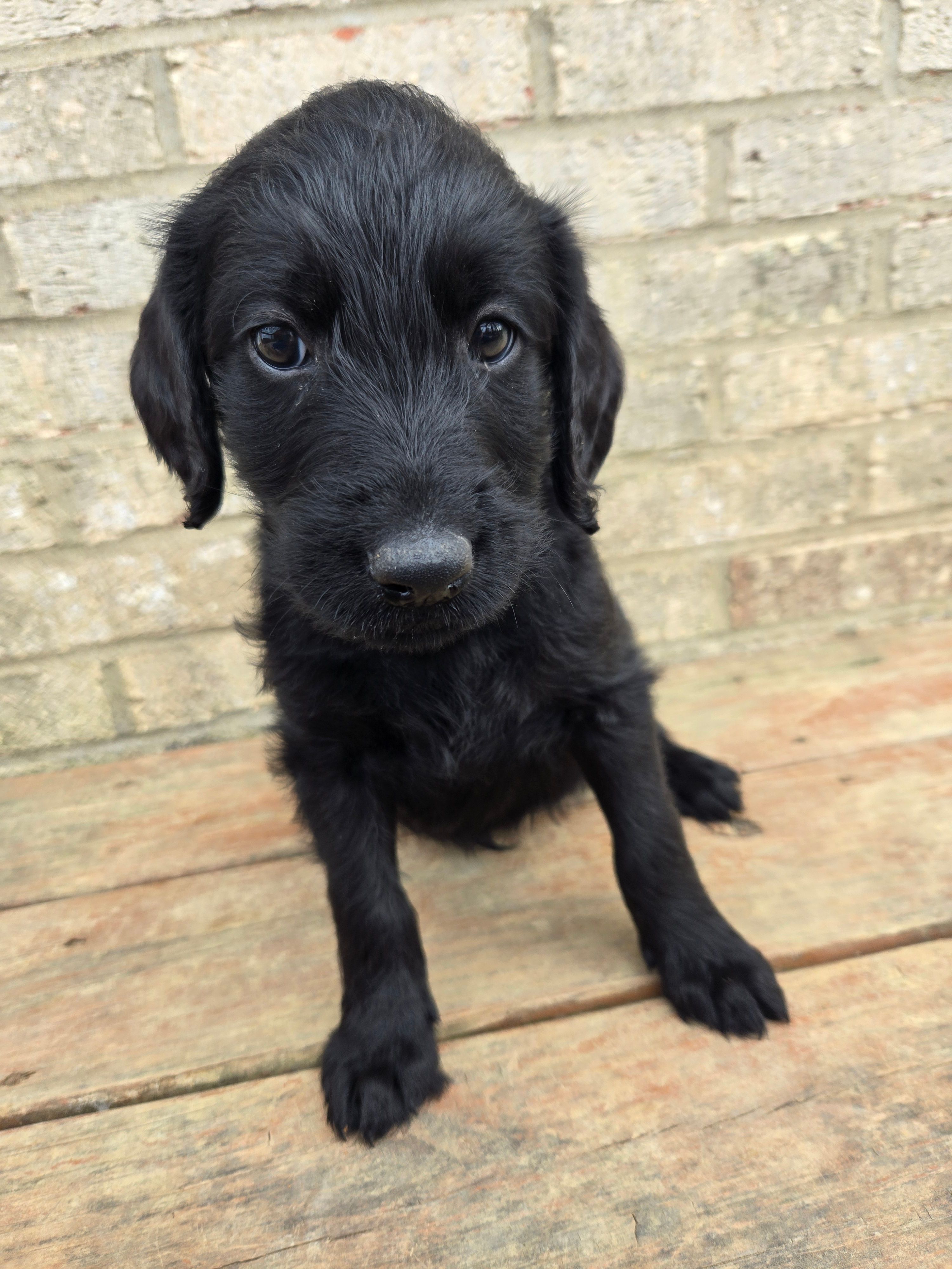 Bruiser – Labradoodle puppy for sale in Williamstown, KY