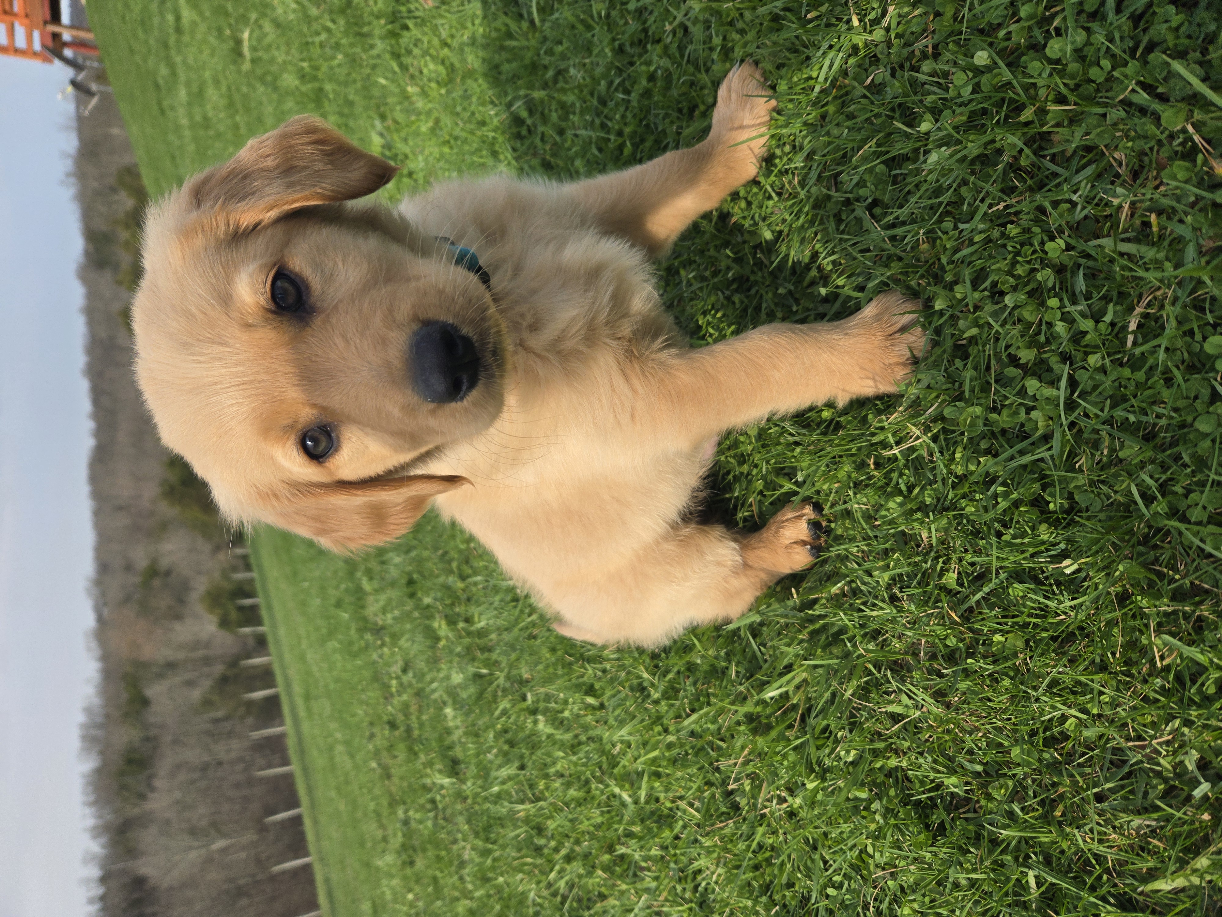 Hunter – Golden Retriever puppy for sale in Williamstown, KY