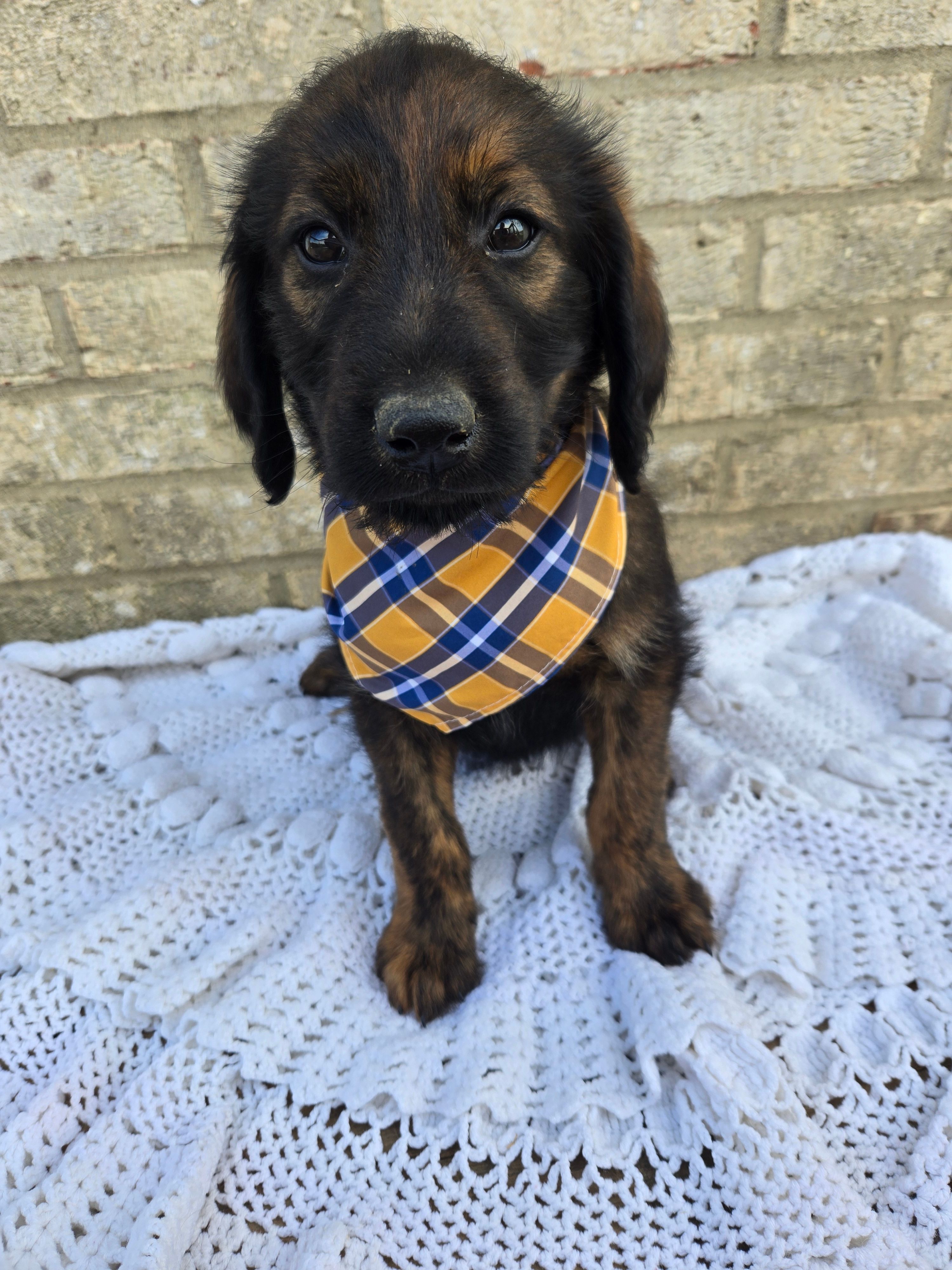 Hershey  – Labradoodle puppy for sale in Williamstown, KY