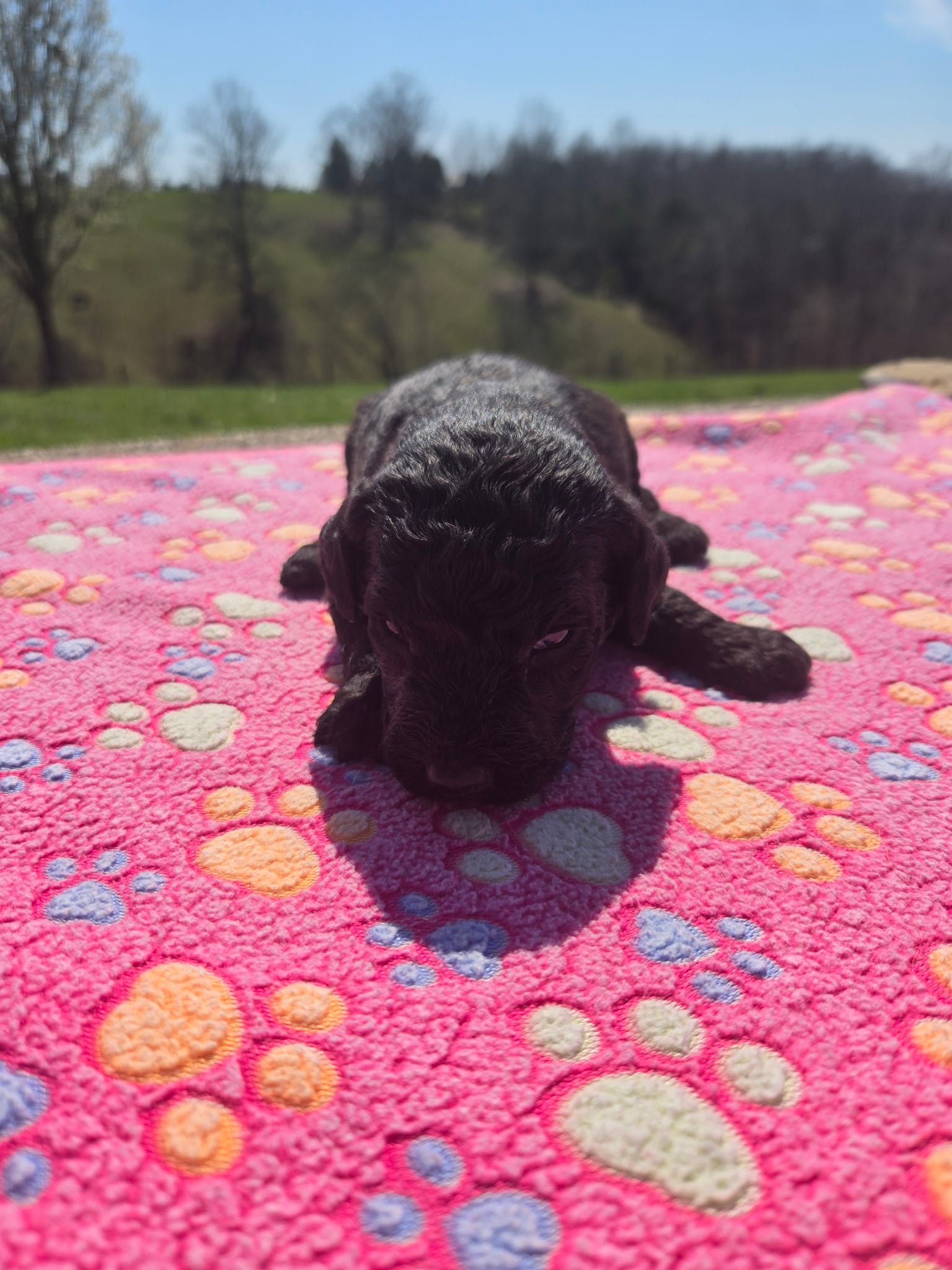 Winston  – Labradoodle puppy for sale in Williamstown, KY