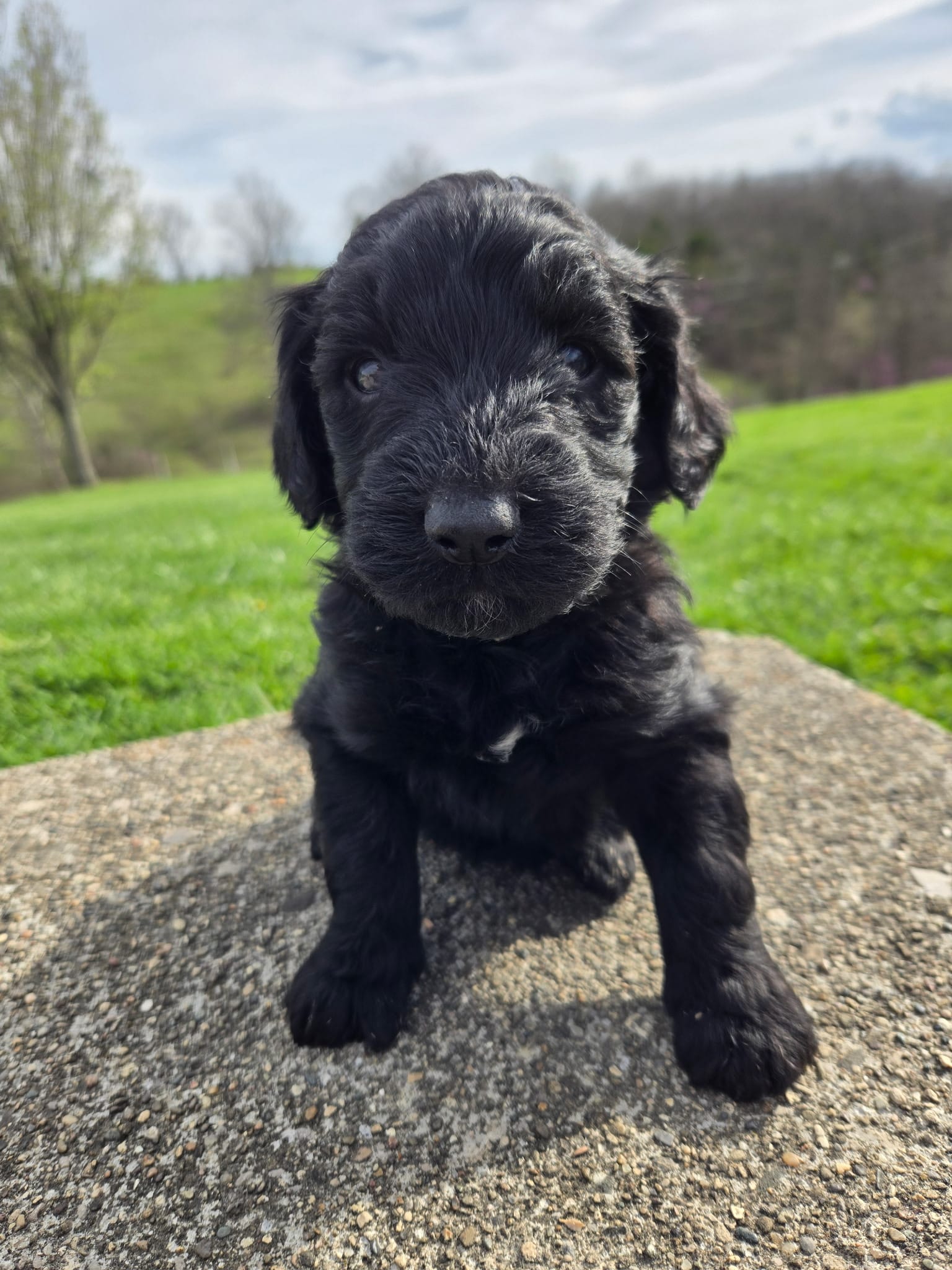 Jack – Labradoodle puppy for sale in Williamstown, KY