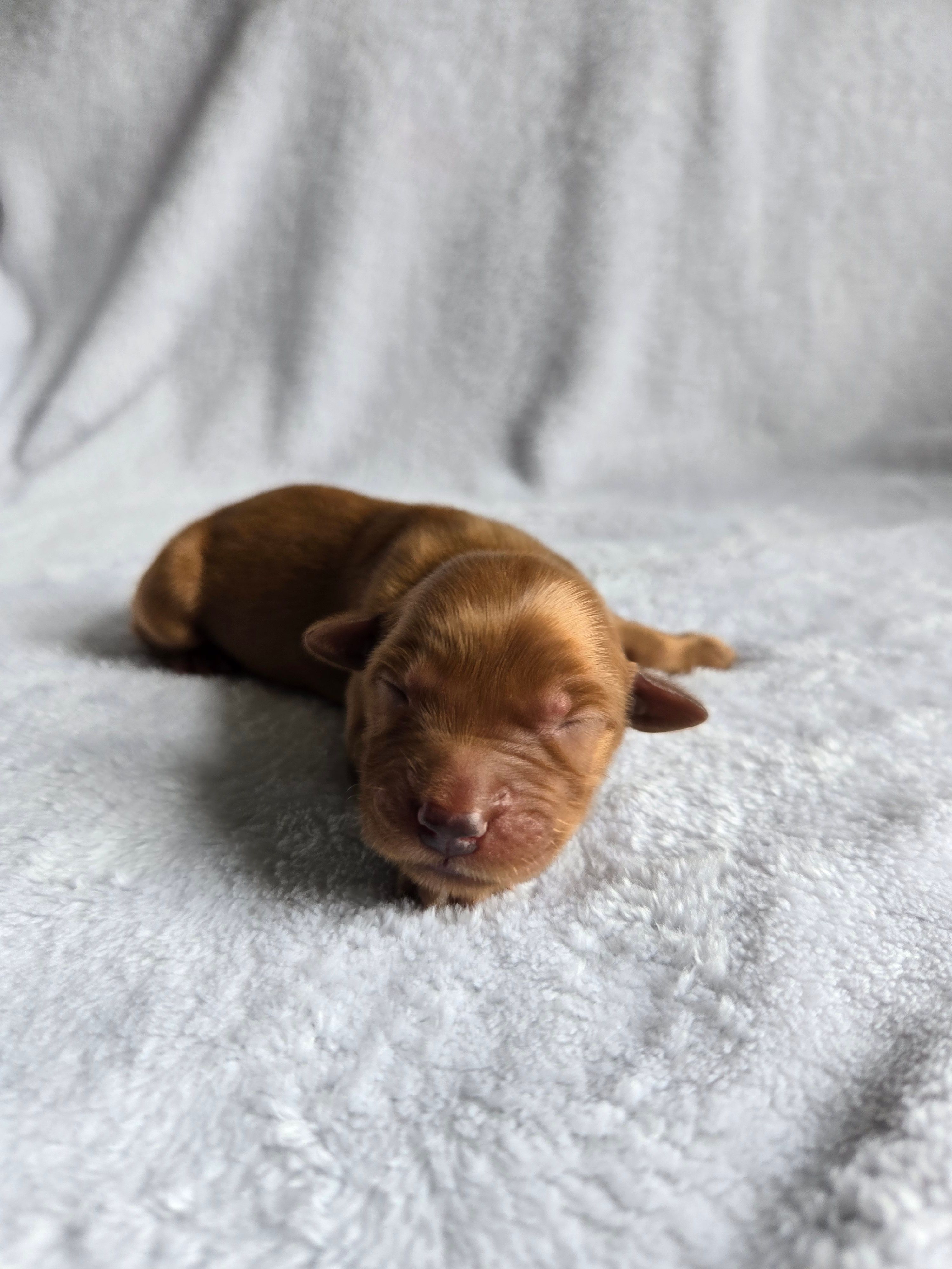 Pixie – Golden Retriever puppy for sale in Williamstown, KY