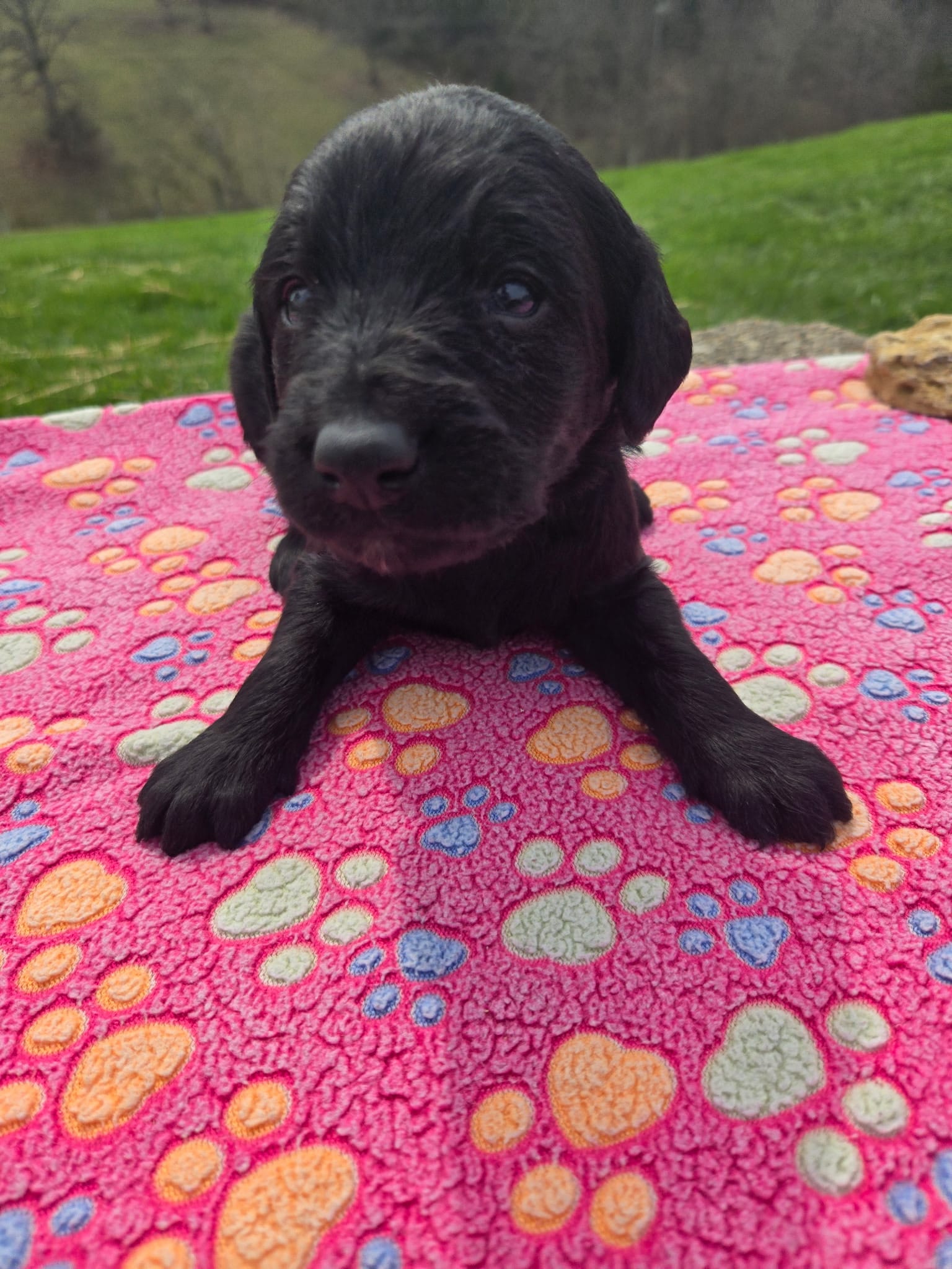 Ollie – Labradoodle puppy for sale in Williamstown, KY