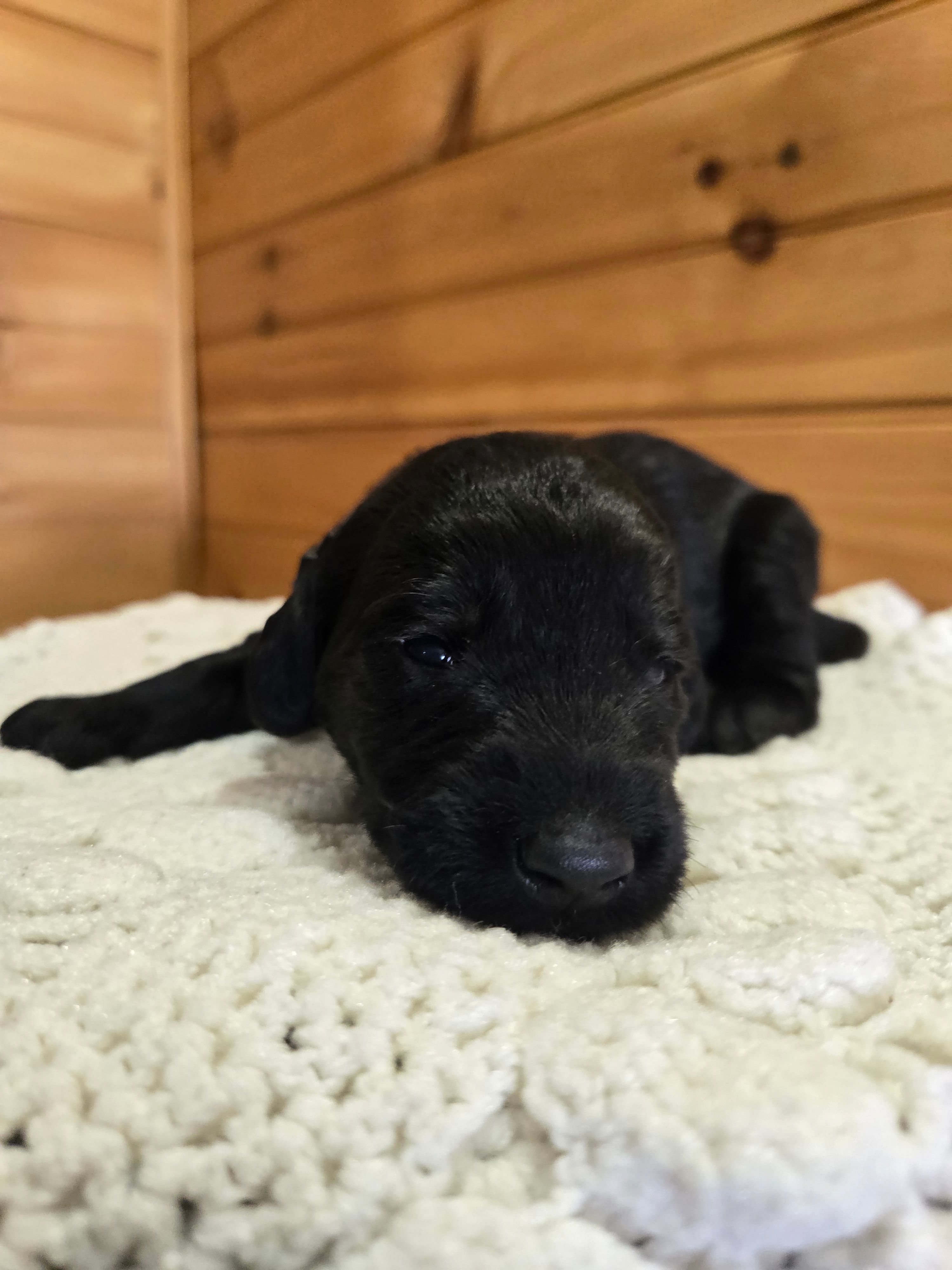 Bruiser – Labradoodle puppy for sale in Williamstown, KY