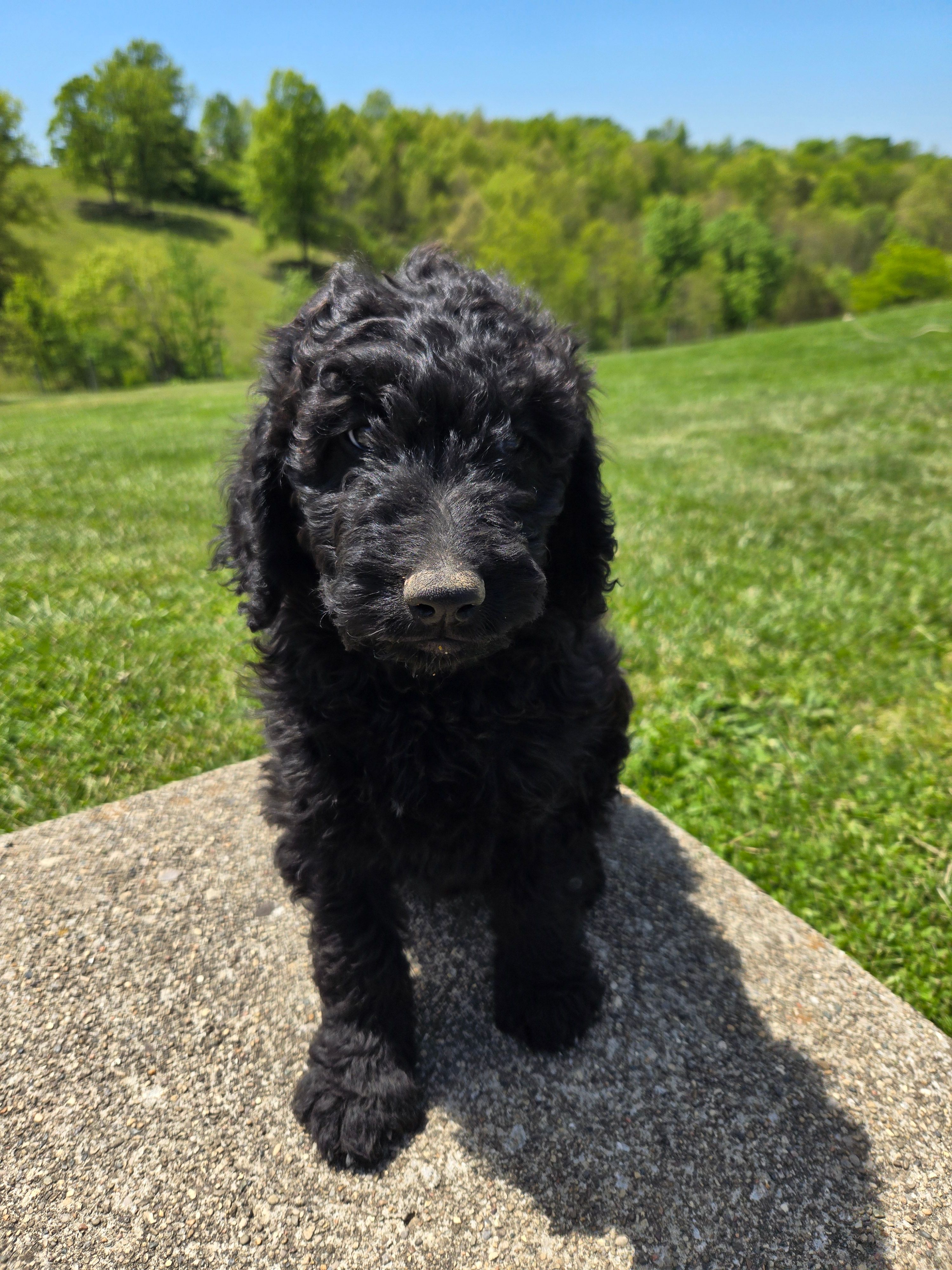 Remi – Labradoodle puppy for sale in Williamstown, KY