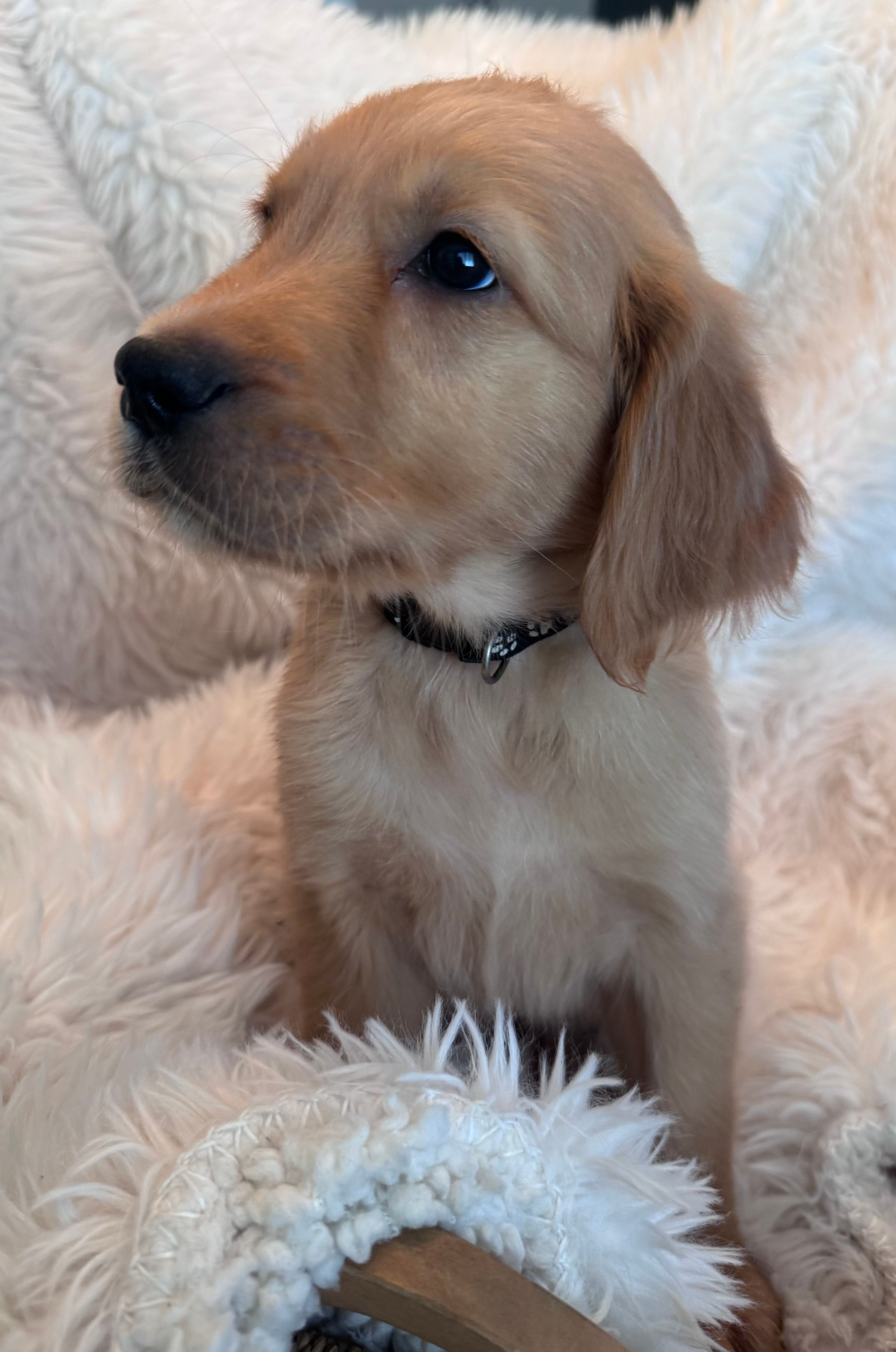 Ryder - Black collar – Golden Retriever puppy for sale in Tucson, AZ