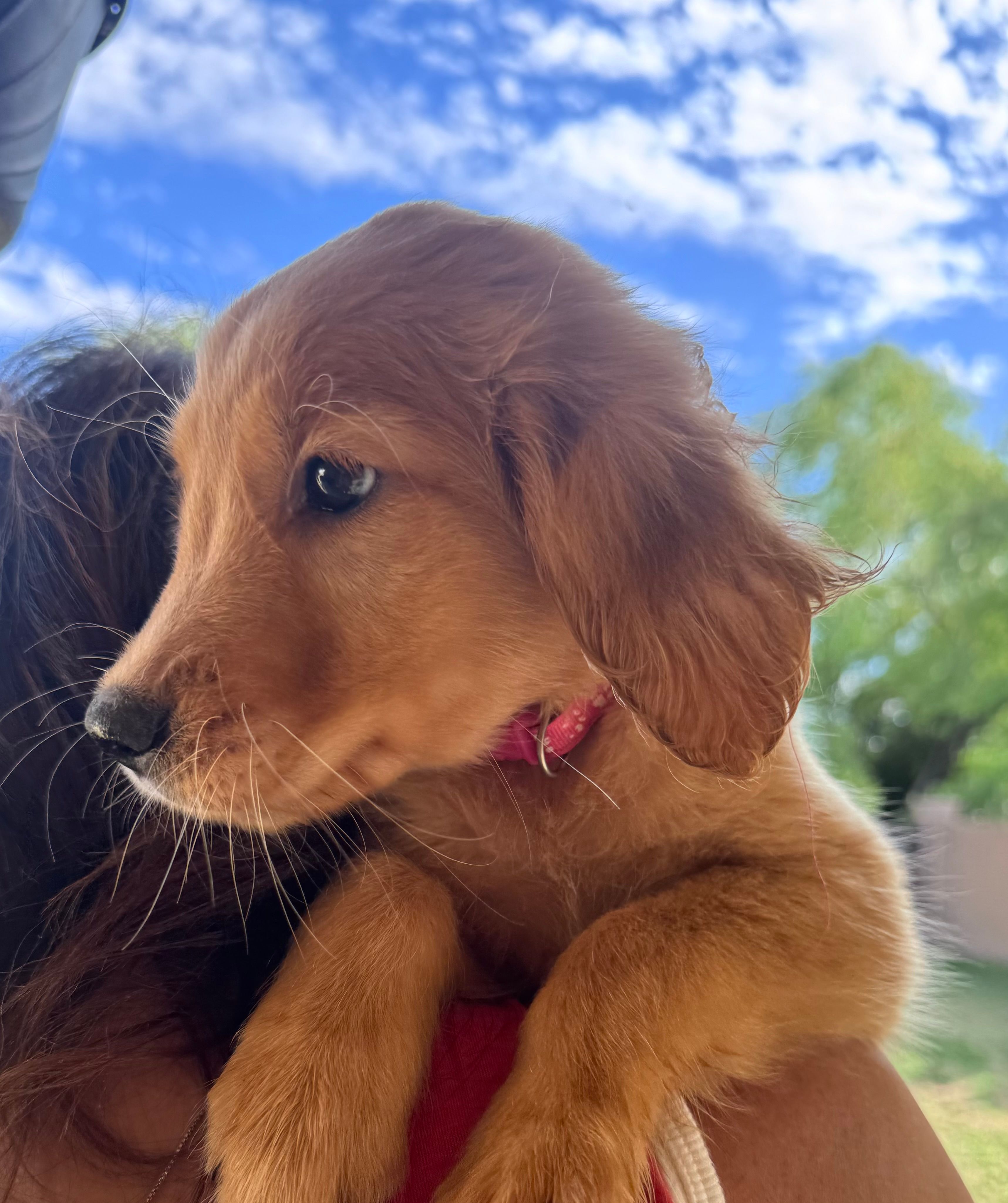 Annabeth - Light Pink Collar – Golden Retriever puppy for sale in Tucson, AZ