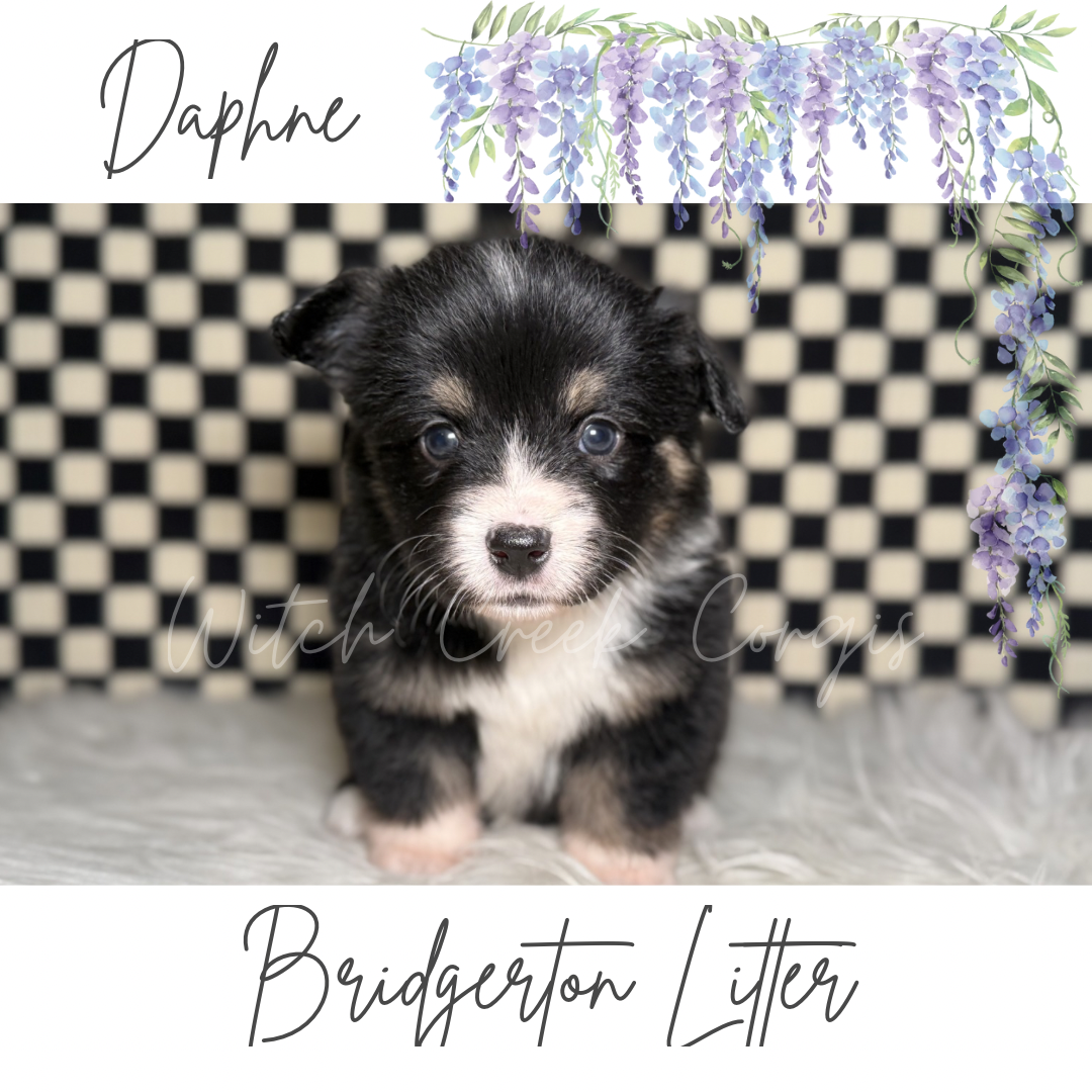 Daphne- Fluffy – Cardigan Welsh Corgi, Pembroke Welsh Corgi puppy for sale in Greenwood, IN