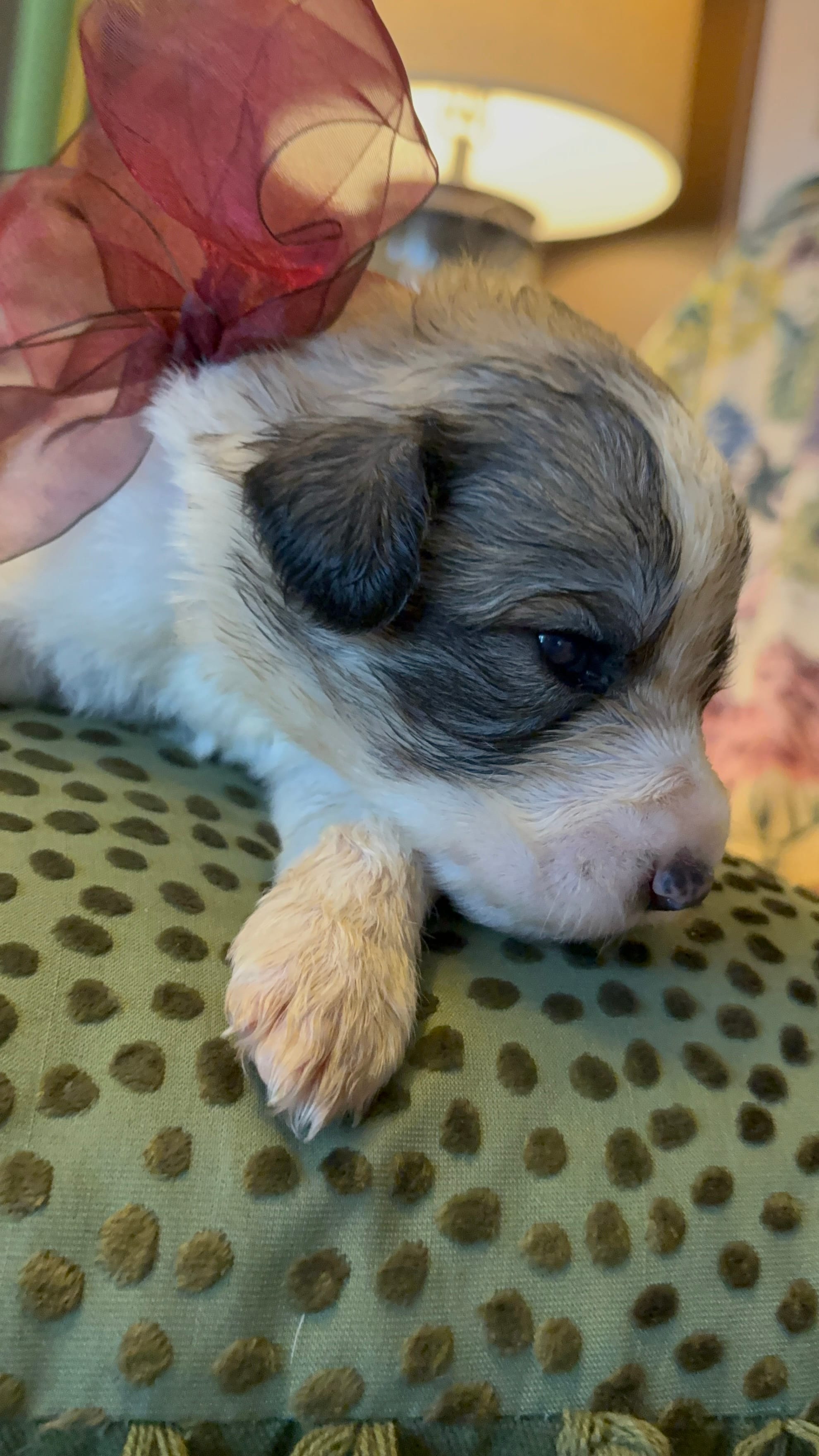 Jaxx – Great Pyrenees puppy for sale in Huntsville, IL
