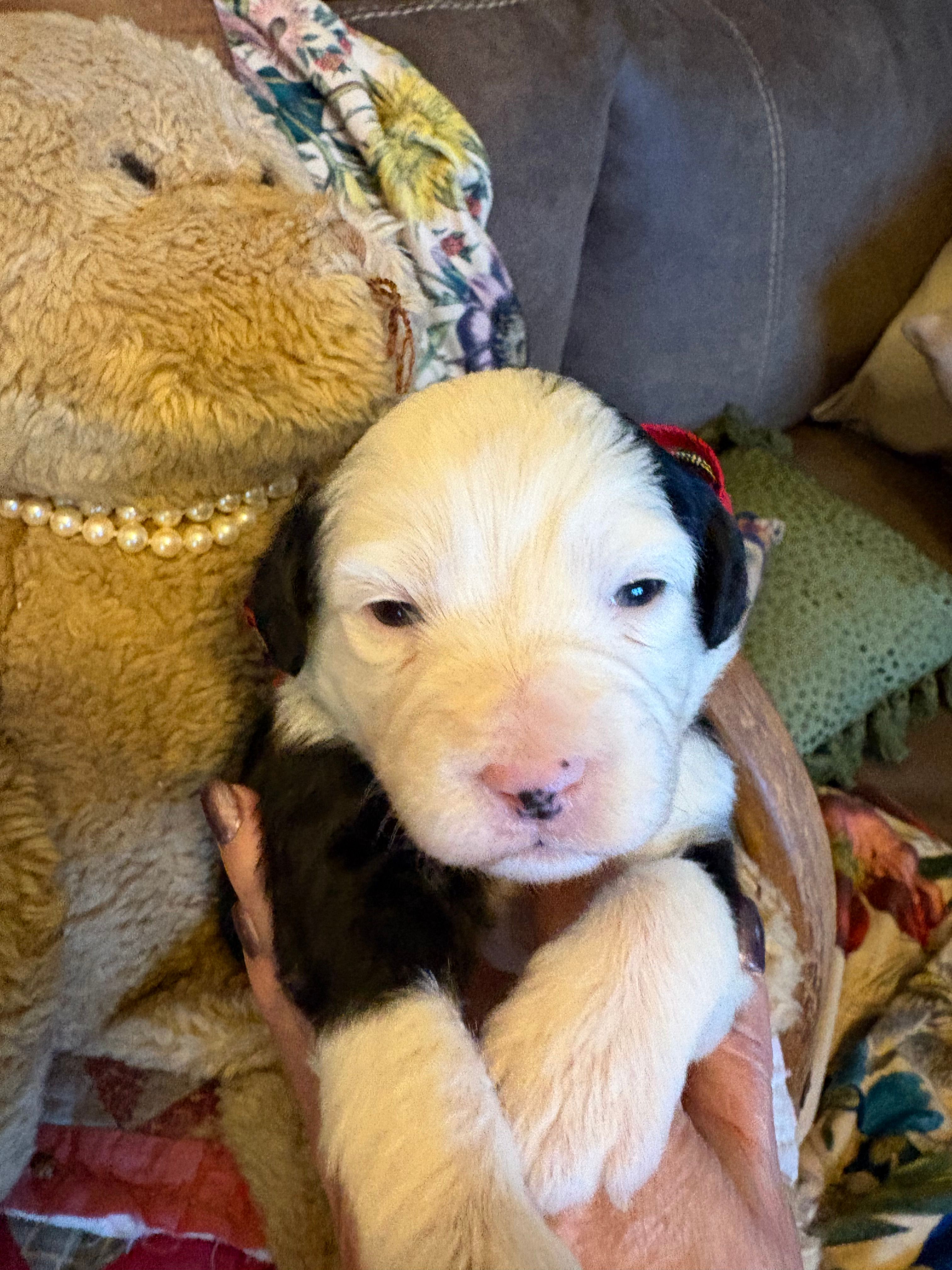 Granger  – Miniature Aussiedoodle puppy for sale in Huntsville, IL