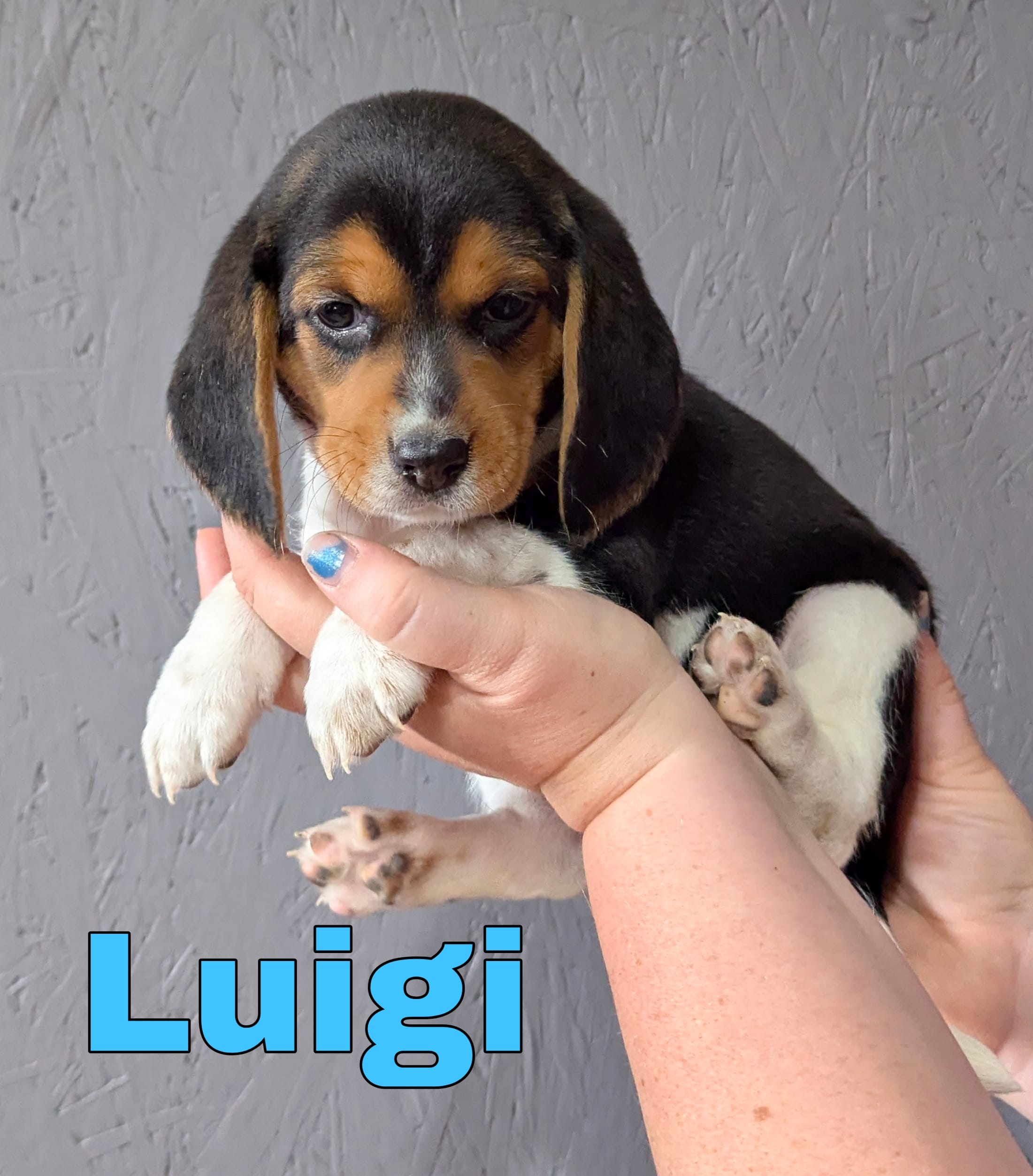 Luigi – Beagle puppy for sale in Wauseon, OH