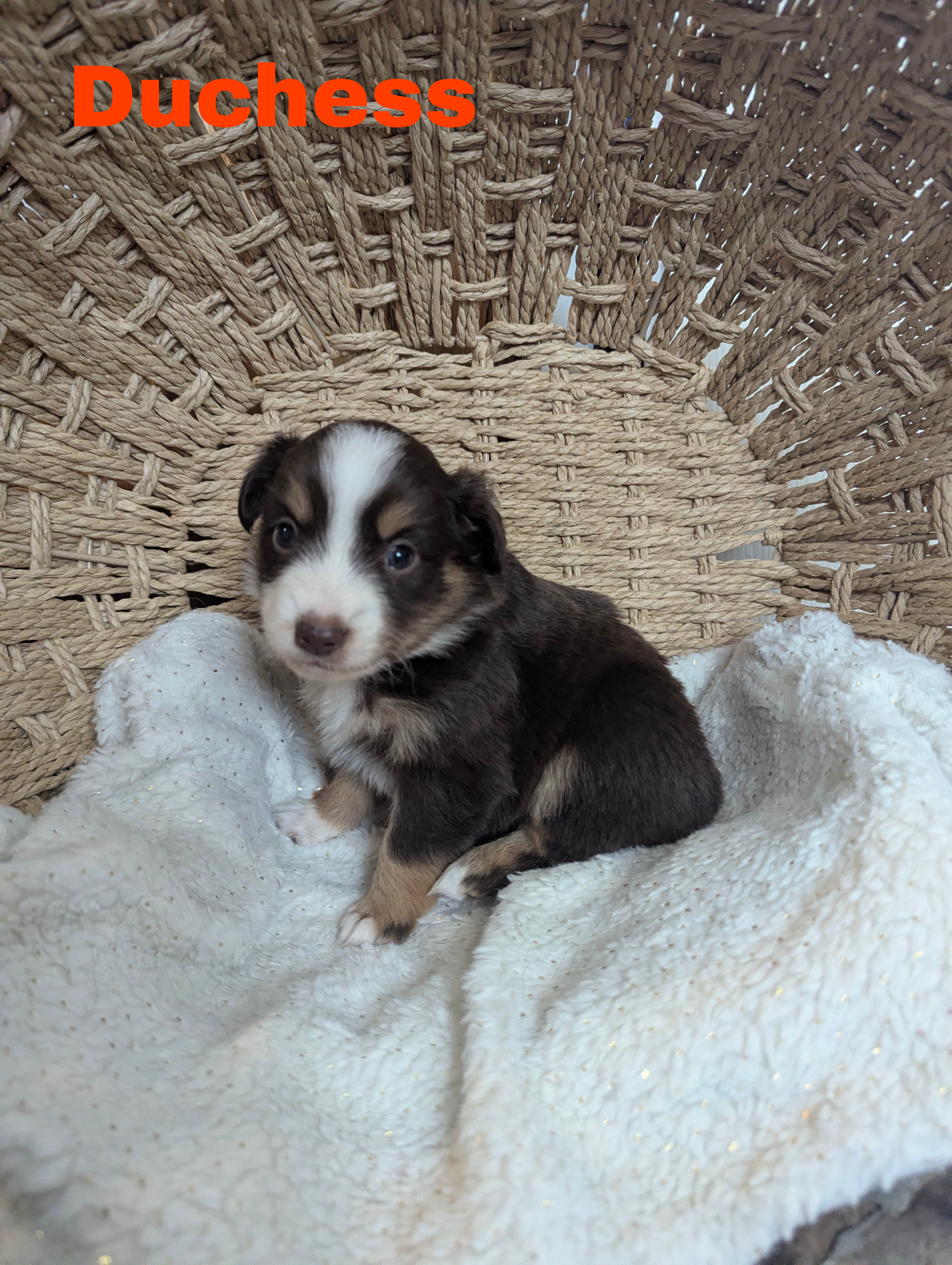 Duchess  – Miniature Australian Shepherd puppy for sale in Wauseon, OH
