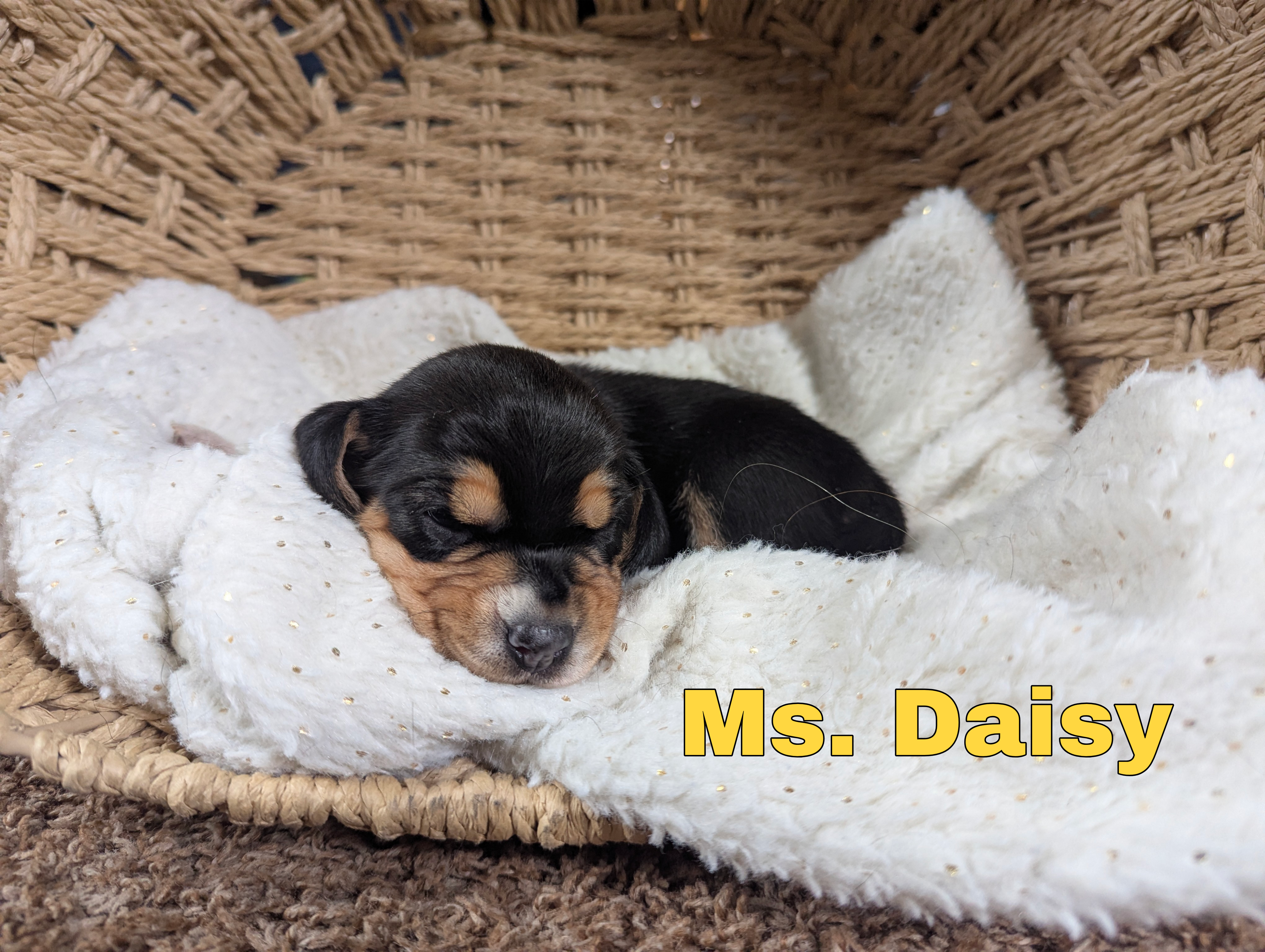 Daisy – Beagle puppy for sale in Wauseon, OH
