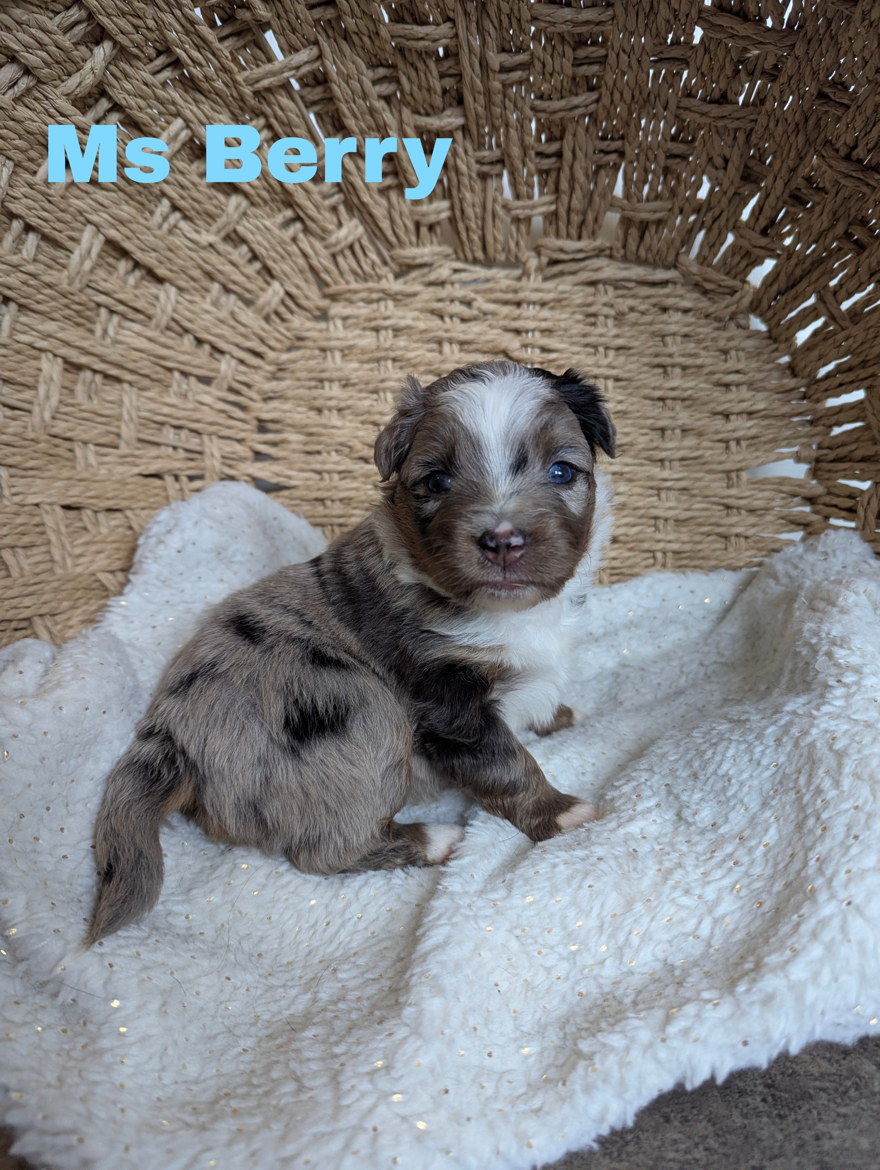 Berry – Miniature Australian Shepherd puppy for sale in Wauseon, OH