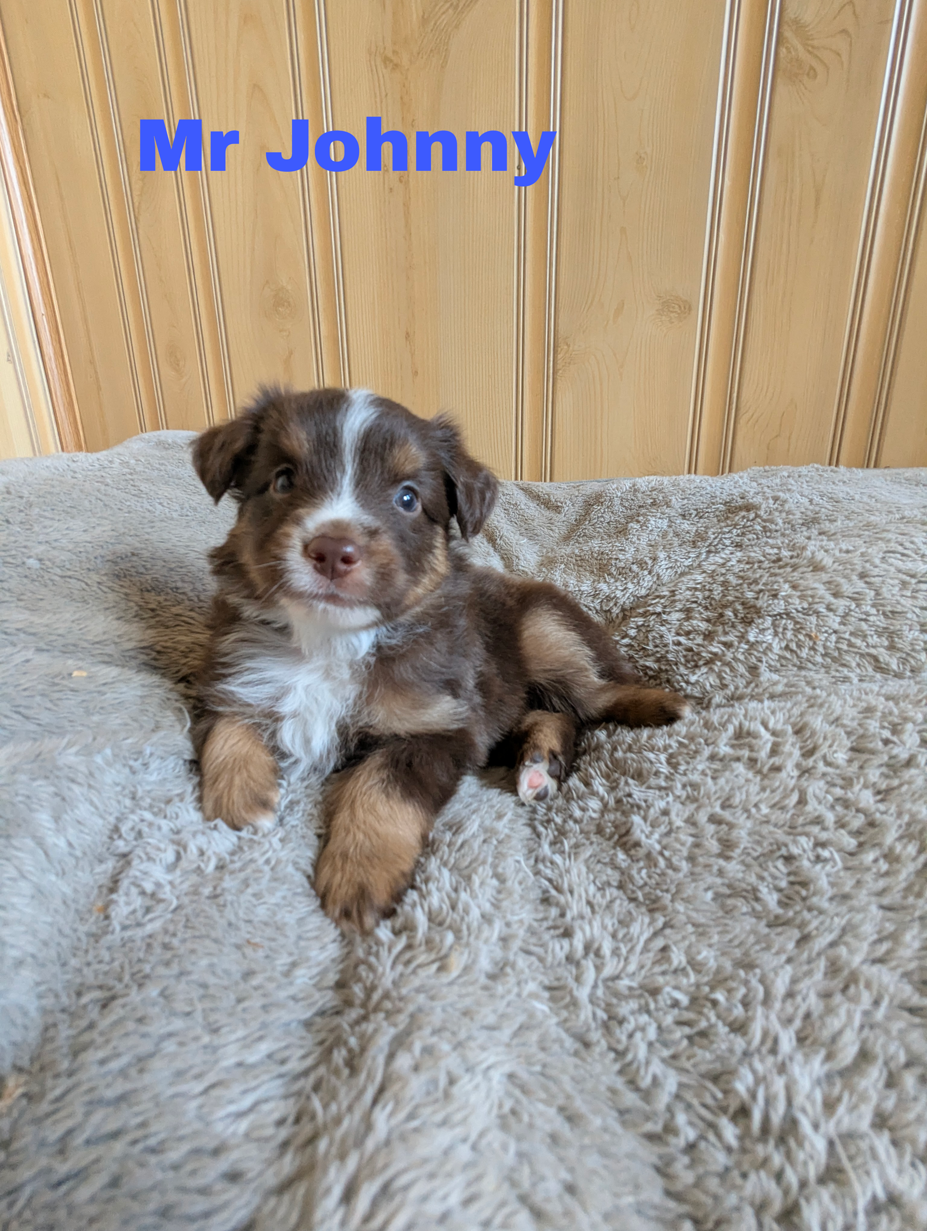 Johnny  – Miniature Australian Shepherd puppy for sale in Wauseon, OH