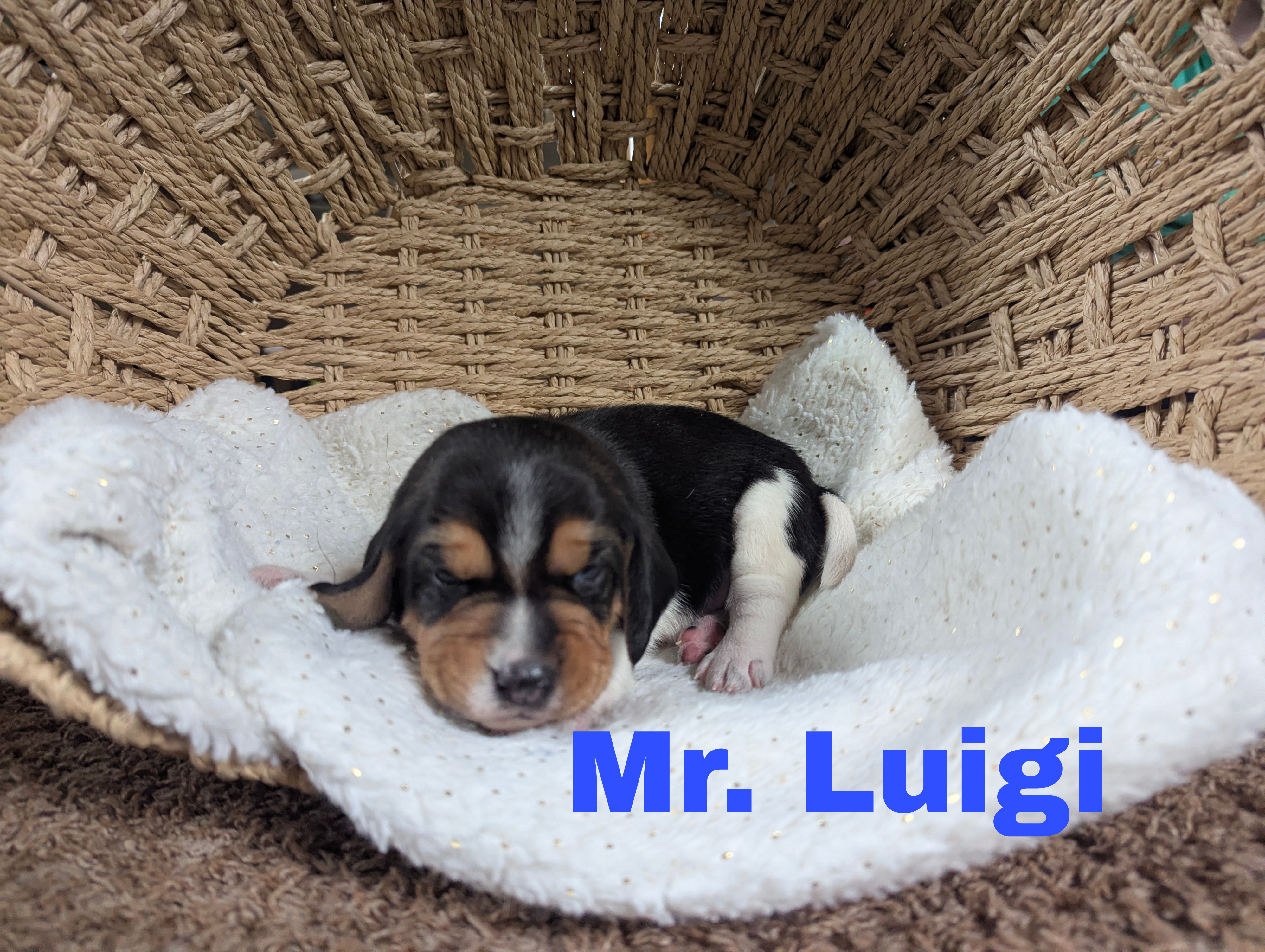 Luigi – Beagle puppy for sale in Wauseon, OH
