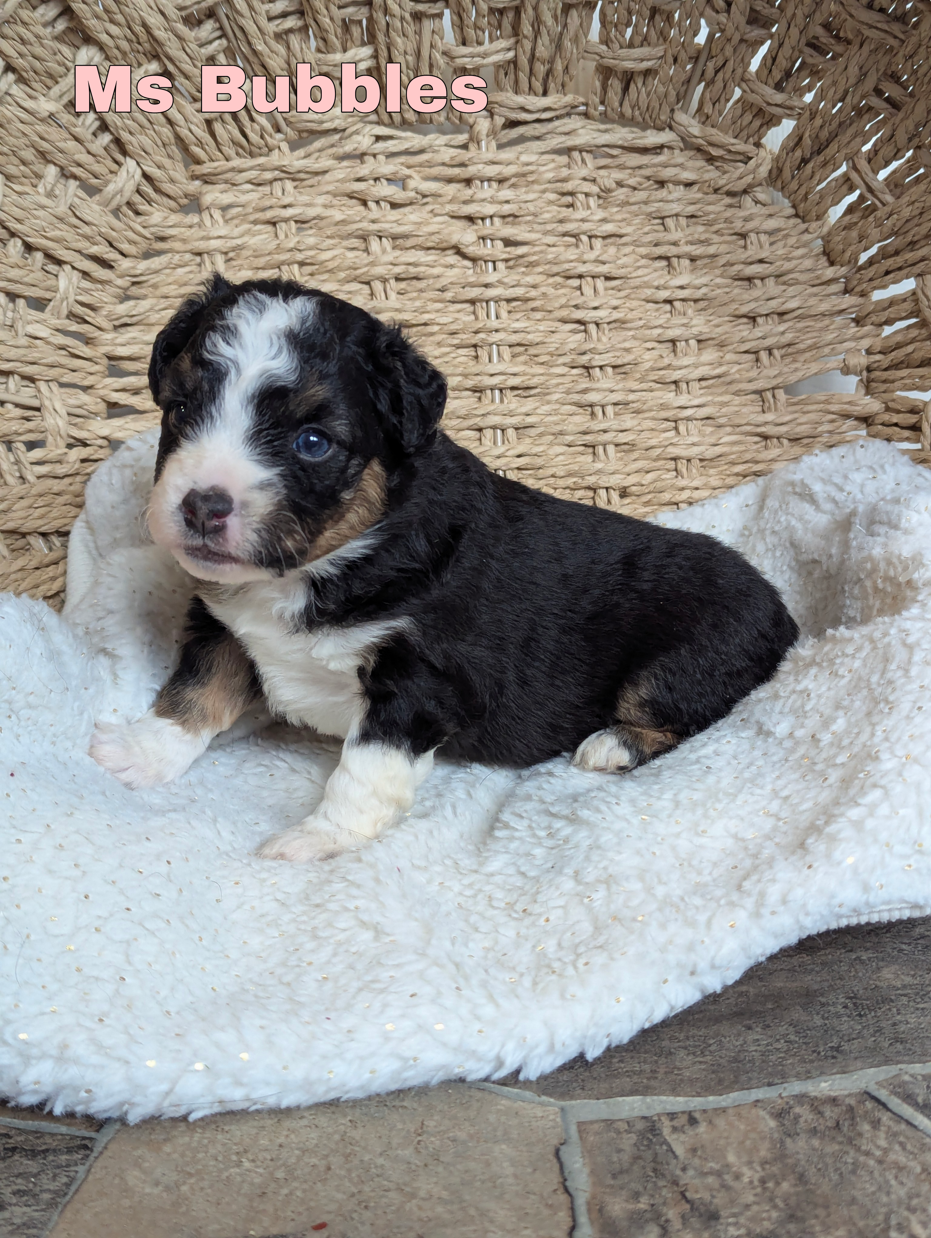 Bubbles – Miniature Australian Shepherd puppy for sale in Wauseon, OH