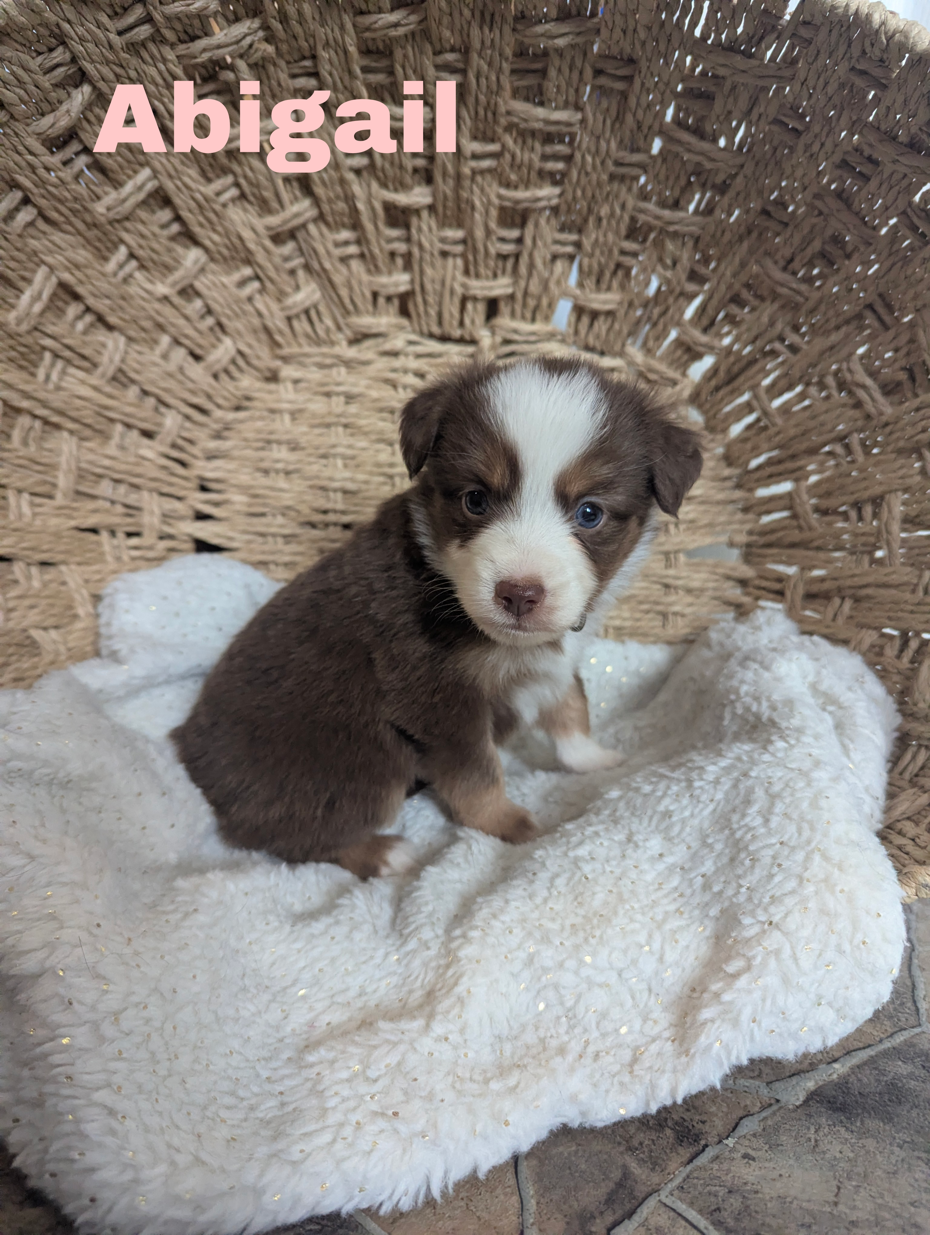 Abigail  – Miniature Australian Shepherd puppy for sale in Wauseon, OH