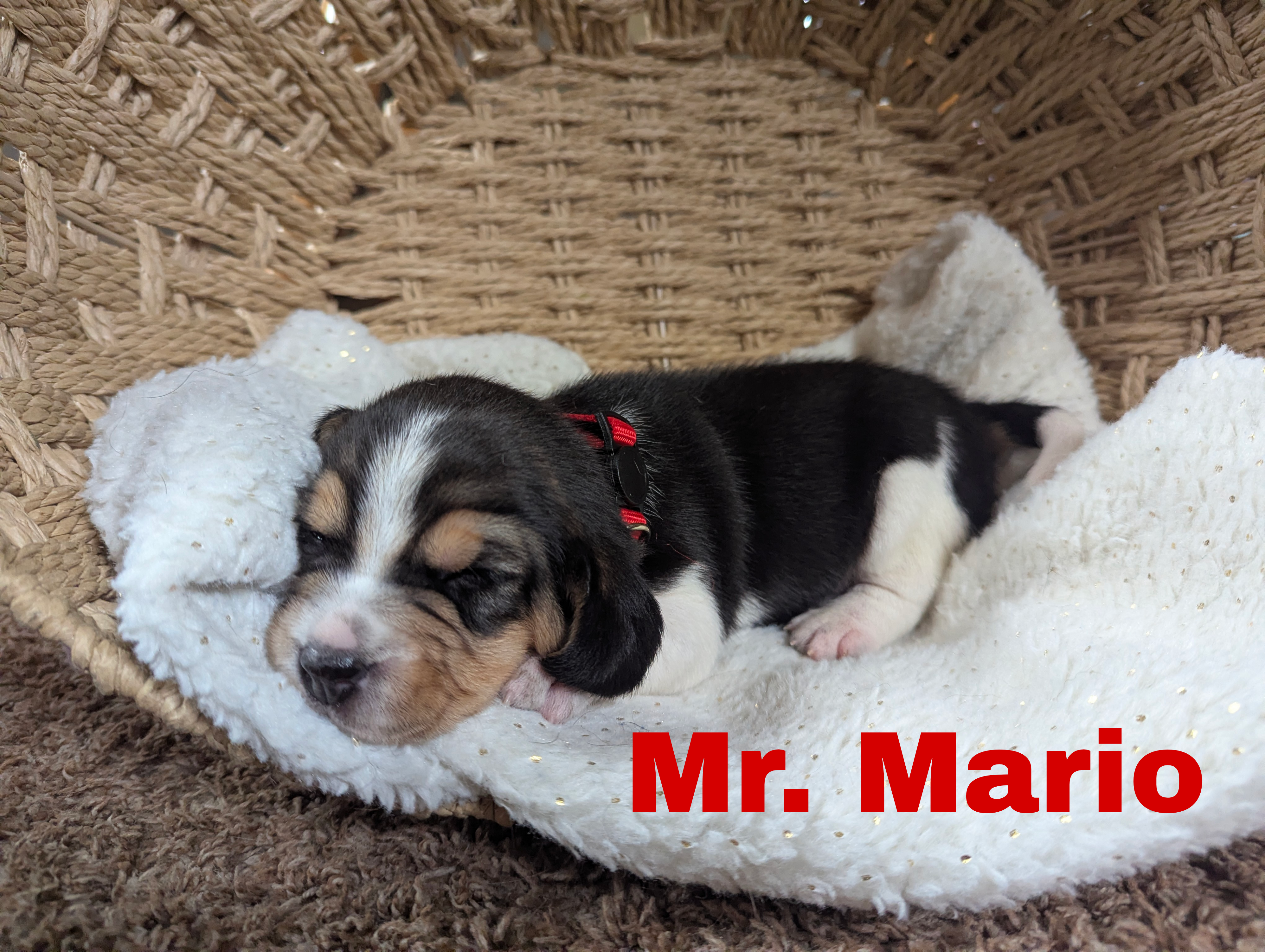 Mario – Beagle puppy for sale in Wauseon, OH