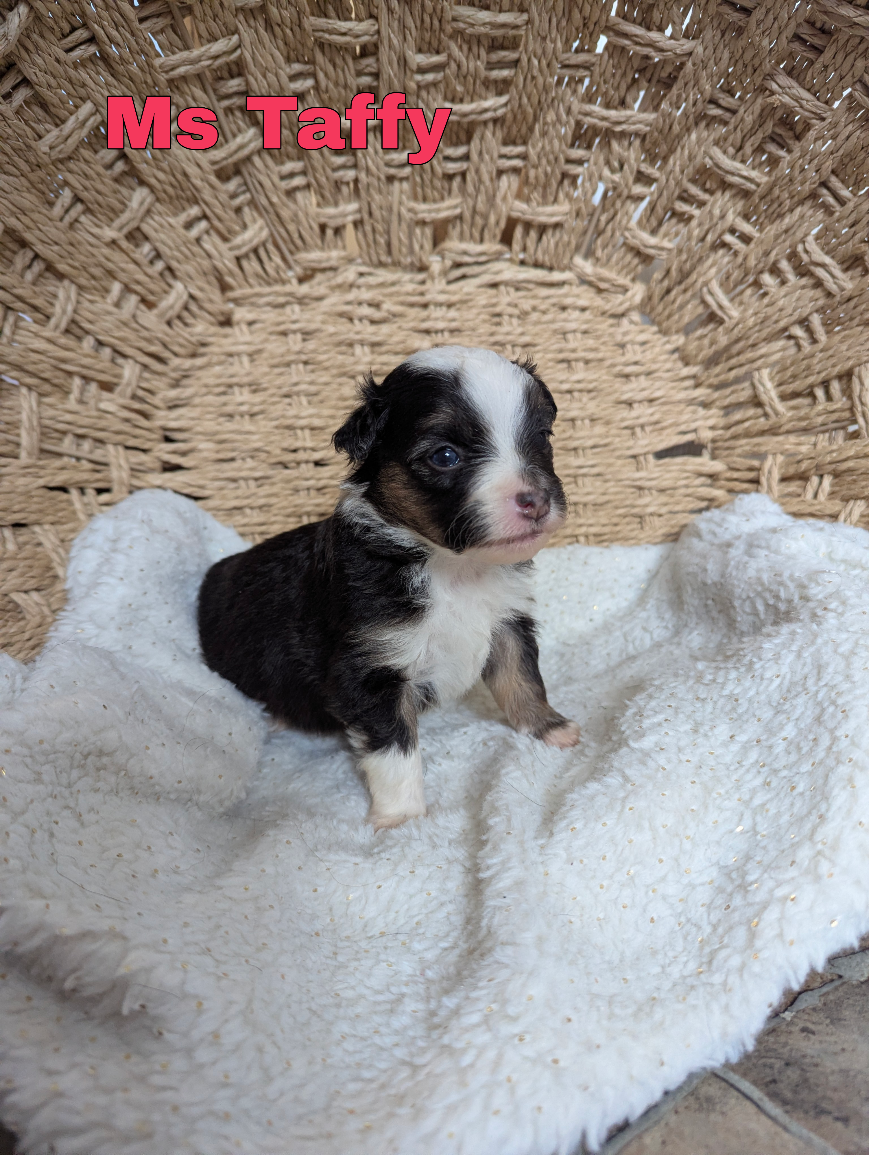 Taffy – Miniature Australian Shepherd puppy for sale in Wauseon, OH