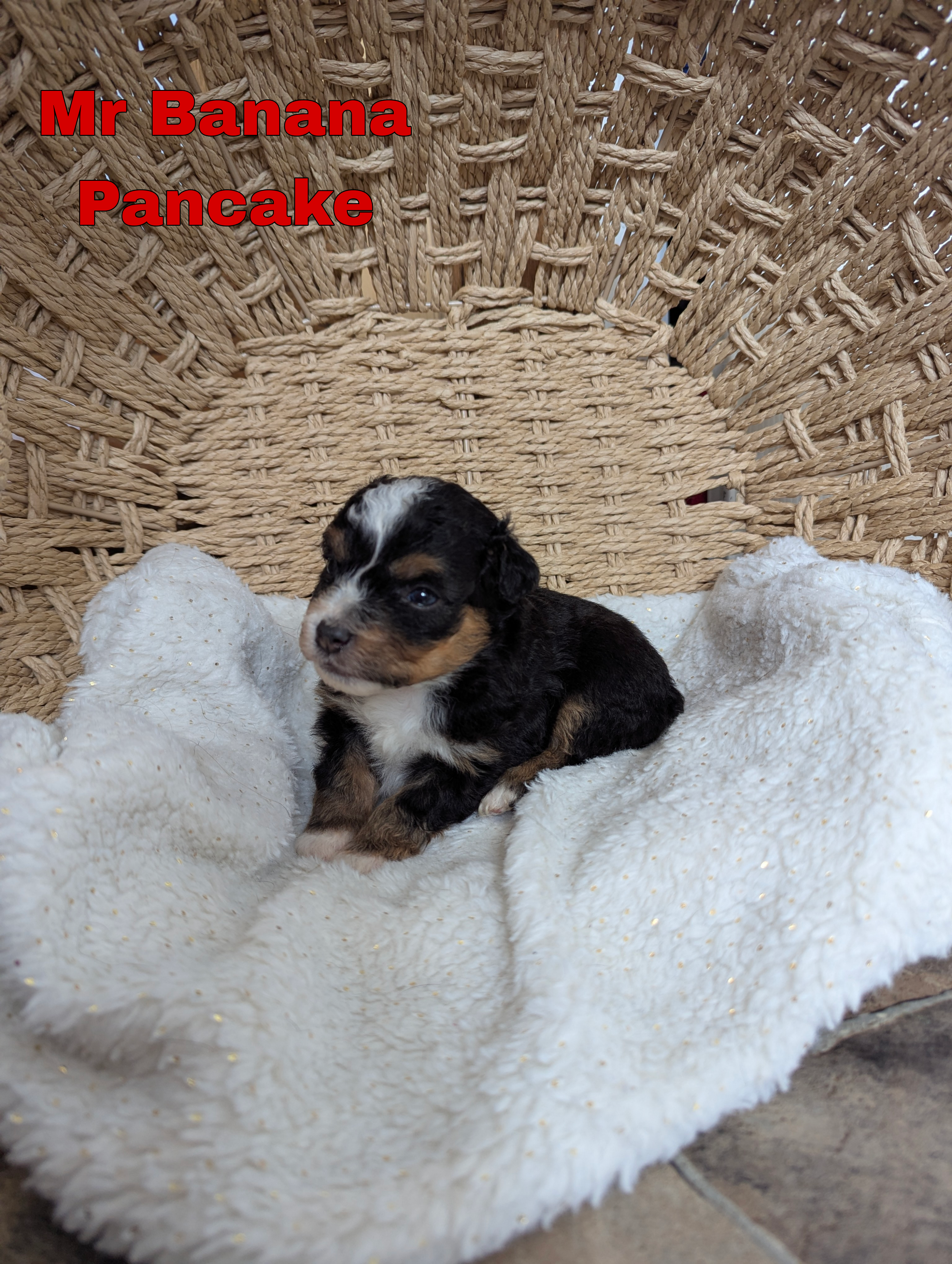 Banana  – Miniature Australian Shepherd puppy for sale in Wauseon, OH