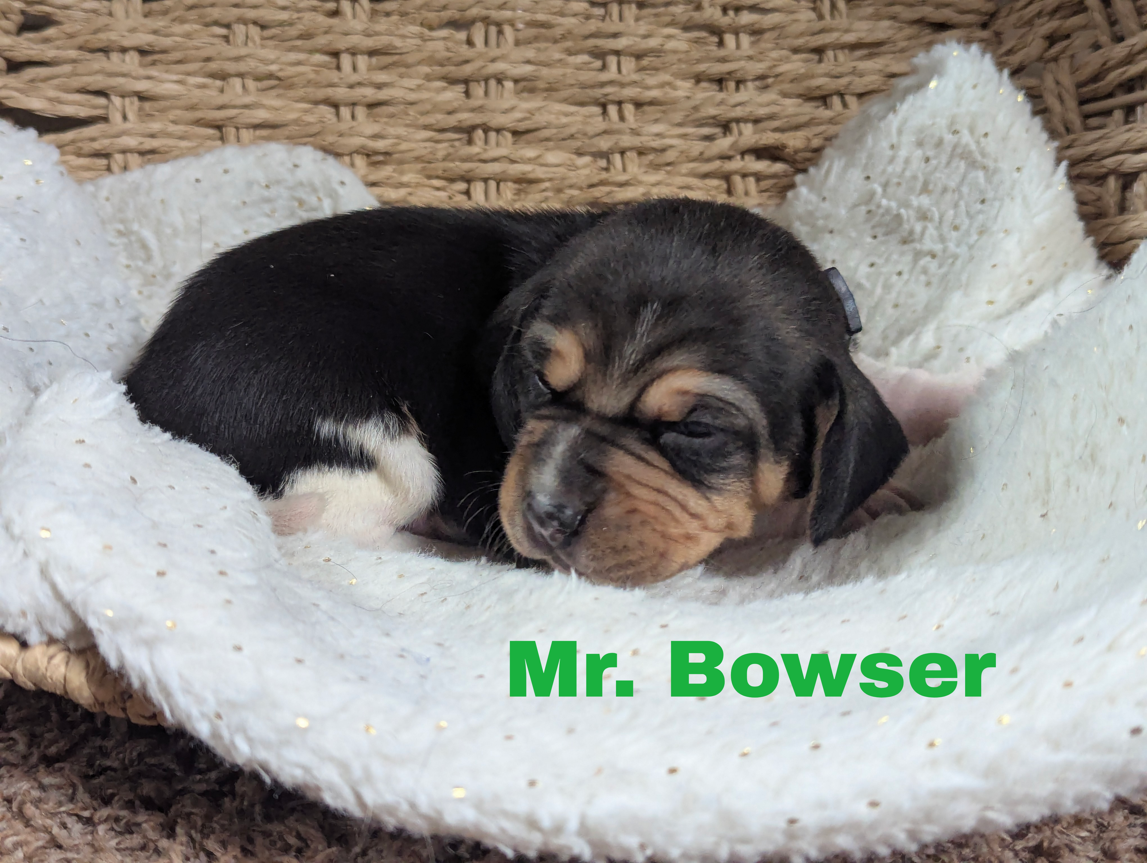 Bowser – Beagle puppy for sale in Wauseon, OH
