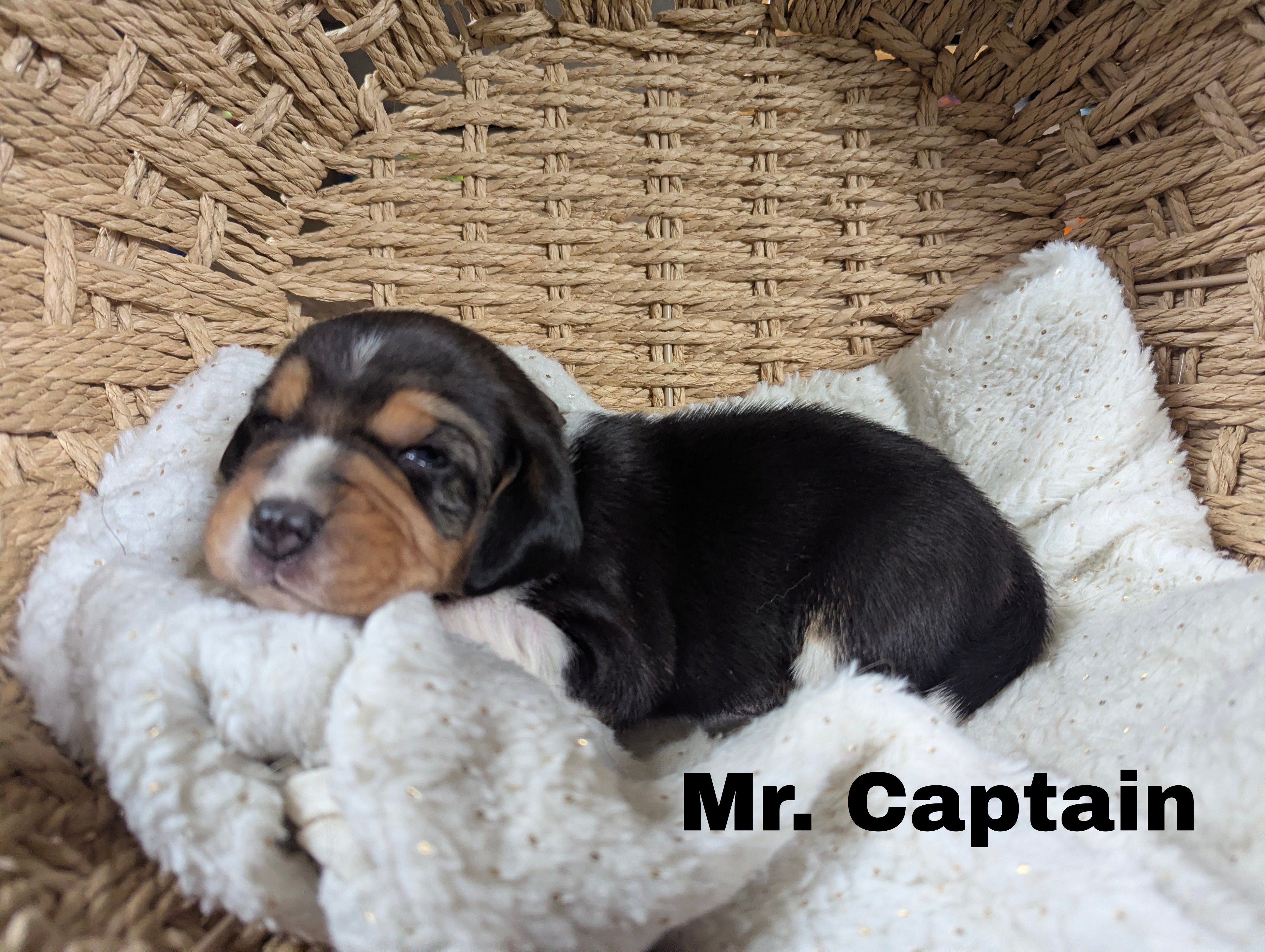Captain  – Beagle puppy for sale in Wauseon, OH