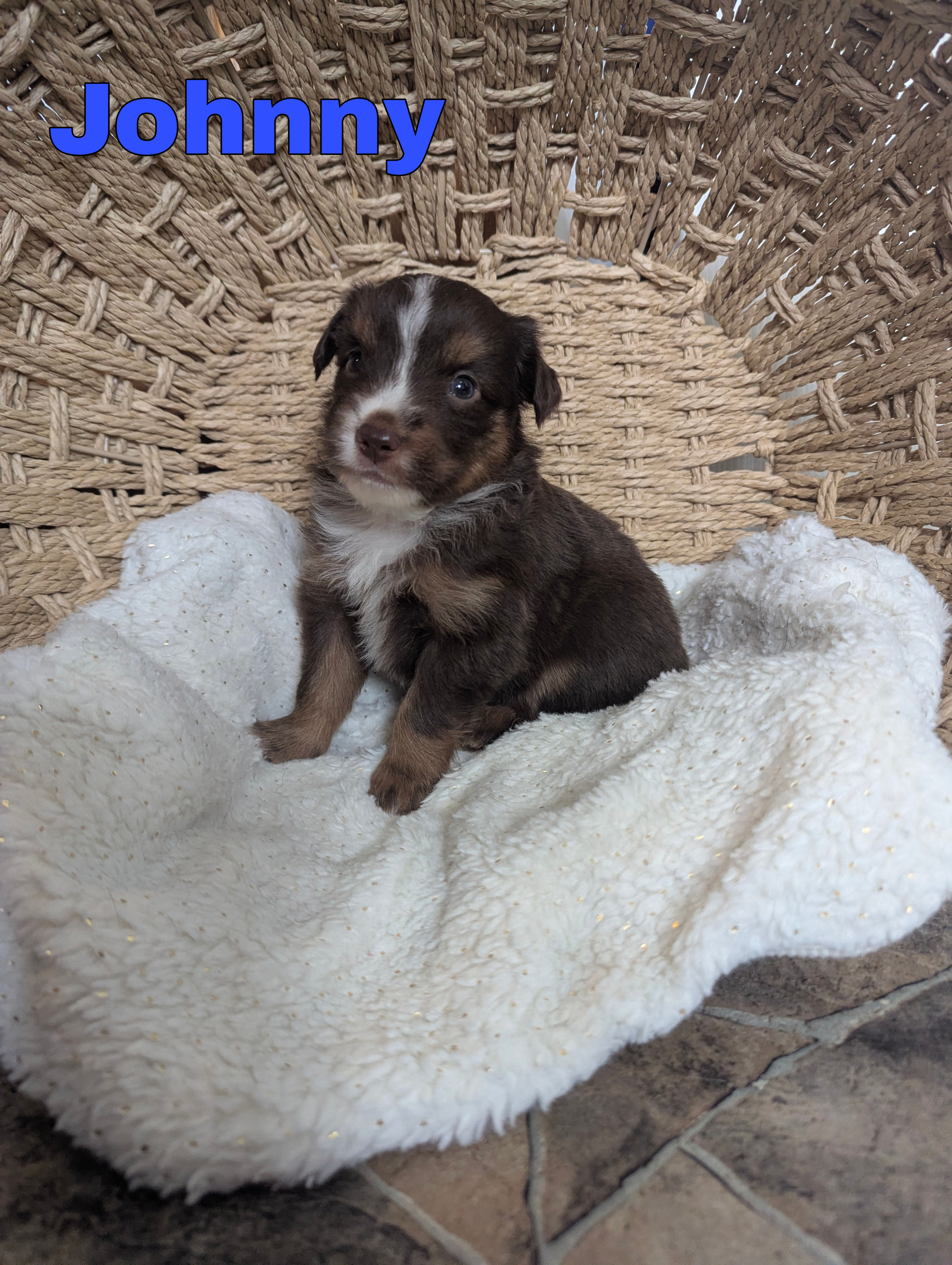 Johnny  – Miniature Australian Shepherd puppy for sale in Wauseon, OH