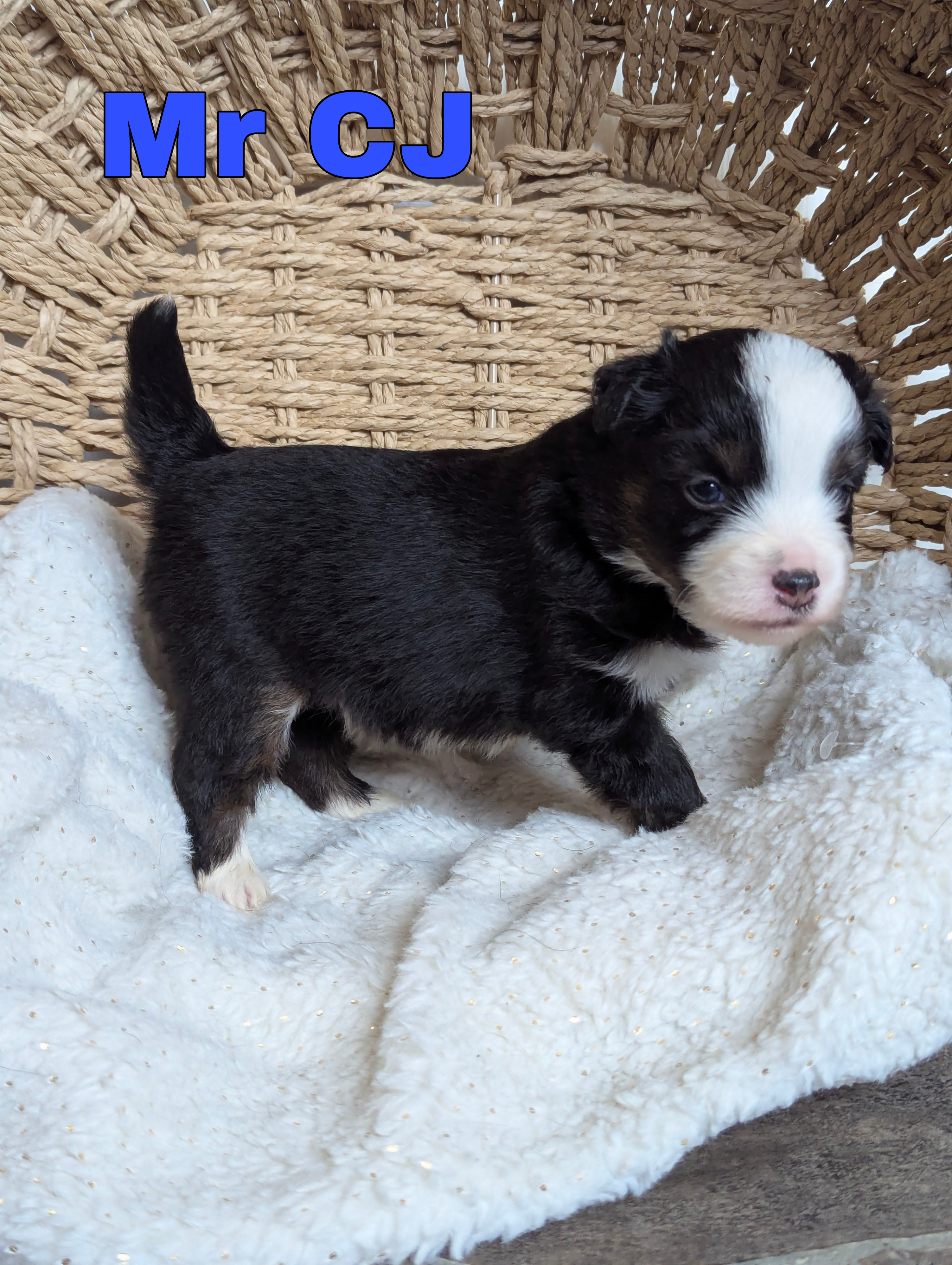 CJ – Miniature Australian Shepherd puppy for sale in Wauseon, OH