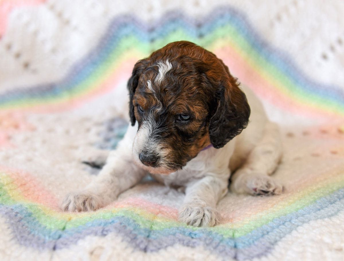 Flora – Goldendoodle puppy for sale in Idaho Falls, ID