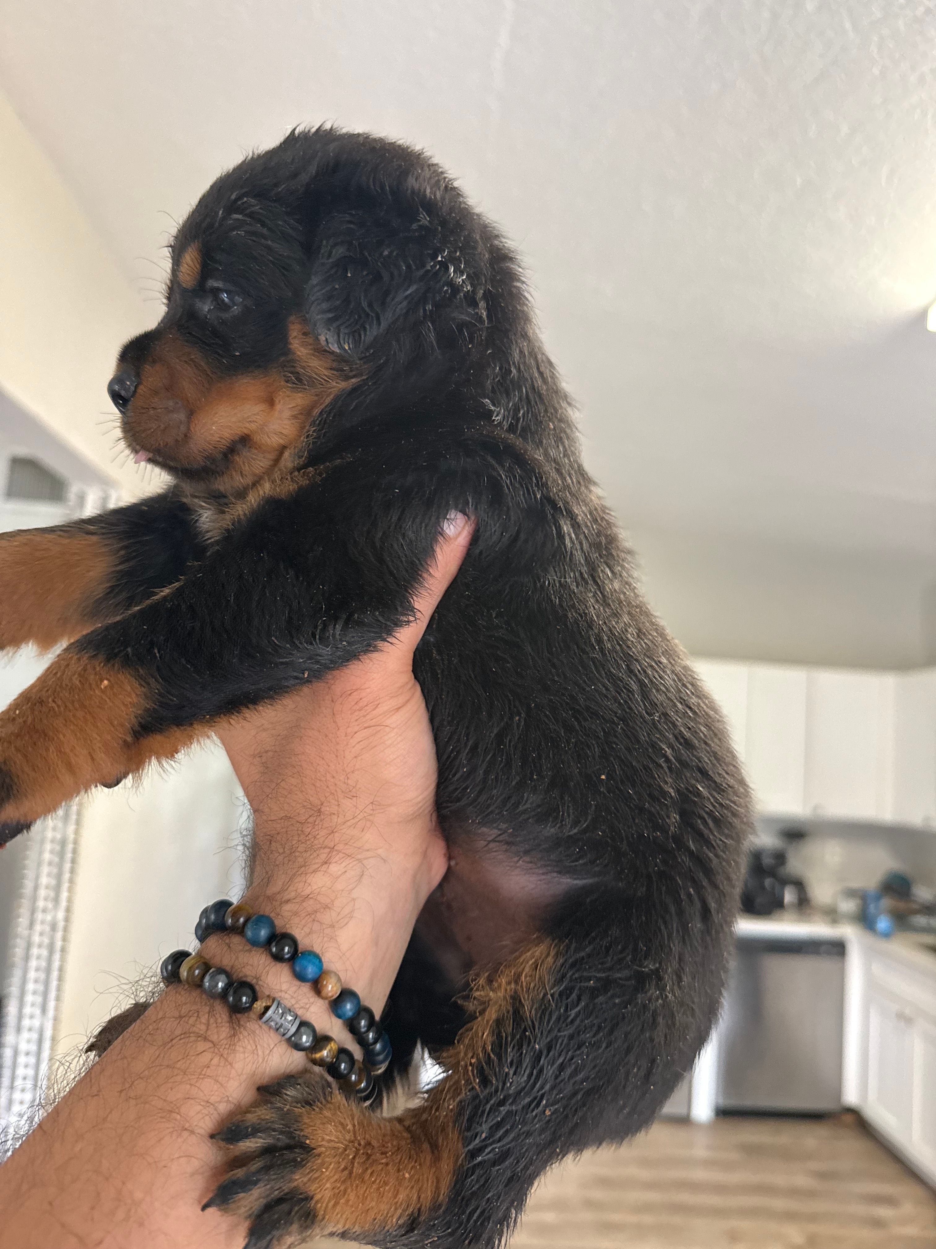 Rottweiler  – Rottweiler puppy for sale in Davenport, FL