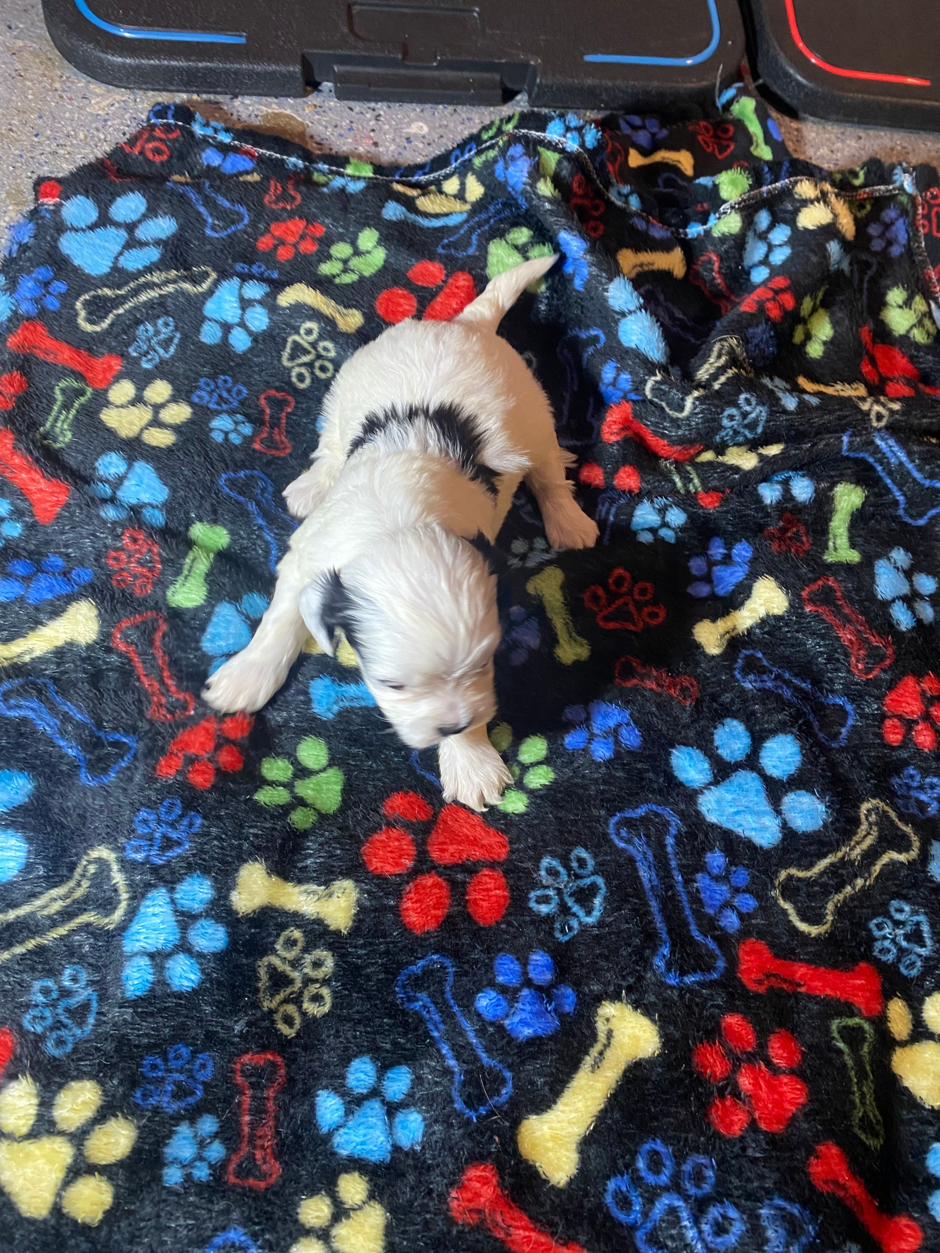 Girly  – Maltipoo puppy for sale in Calumet City, IL