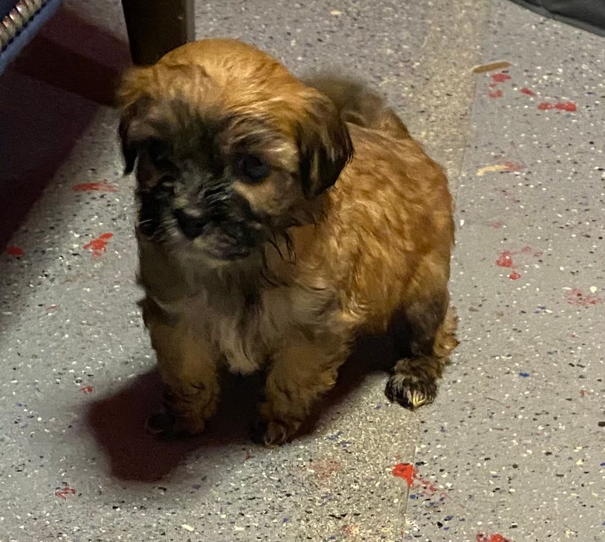 Brownie – Maltipoo puppy for sale in Calumet City, IL