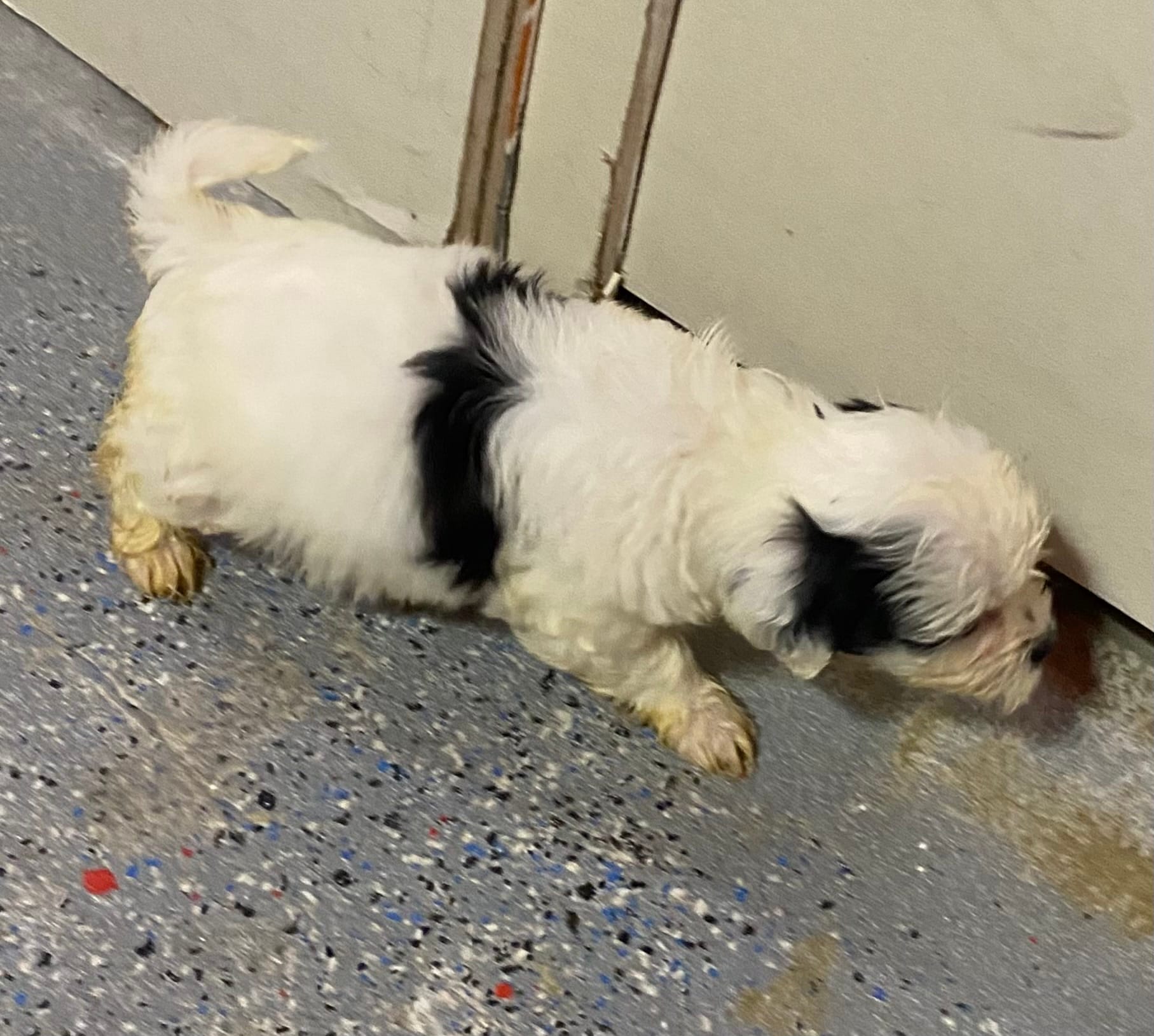 Girly  – Maltipoo puppy for sale in Calumet City, IL