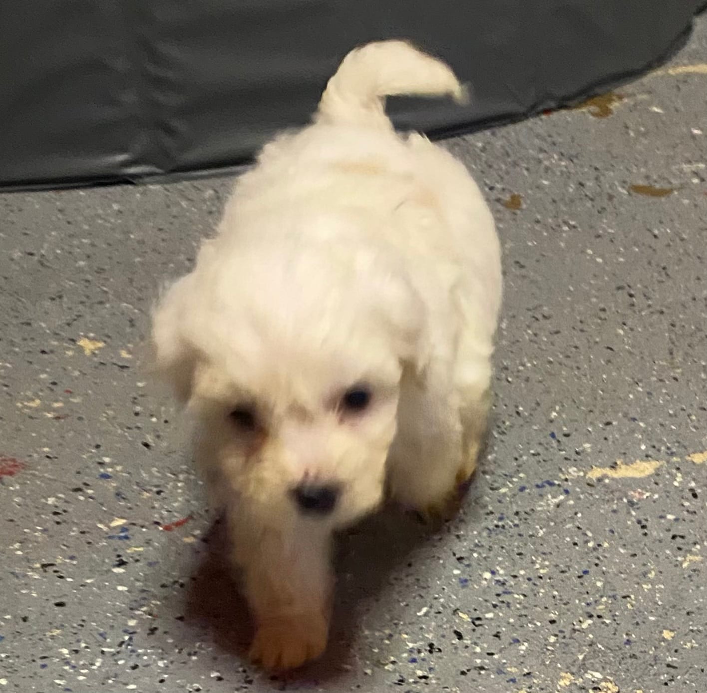 Whitety – Maltipoo puppy for sale in Calumet City, IL