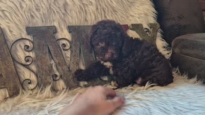 Hershey, a male Poodle - Miniature  for sale in Judson, IN – 4 of 9