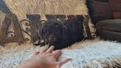 Hershey, a male Poodle - Miniature  for sale in Judson, IN – 2 of 9
