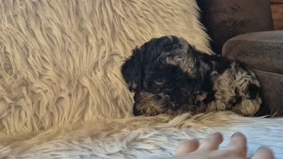 Ash, a male Poodle - Miniature  for sale in Judson, IN – 2 of 5