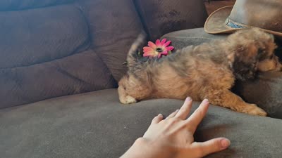 Daisy, a female Cockapoo for sale in Judson, IN – 2 of 8
