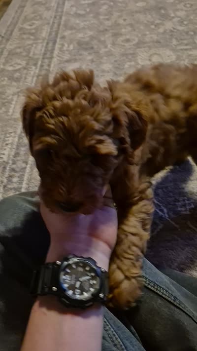 Lily, a female Goldendoodle for sale in Judson, IN – 2 of 6