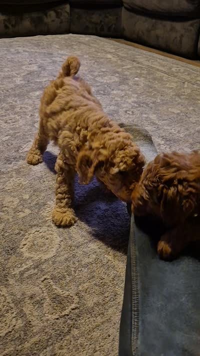 Teddy, a male Goldendoodle for sale in Judson, IN – 2 of 6
