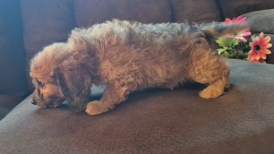 Daisy, a female Cockapoo for sale in Judson, IN – 4 of 8
