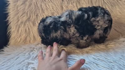 Ash, a male Poodle - Miniature  for sale in Judson, IN – 4 of 5