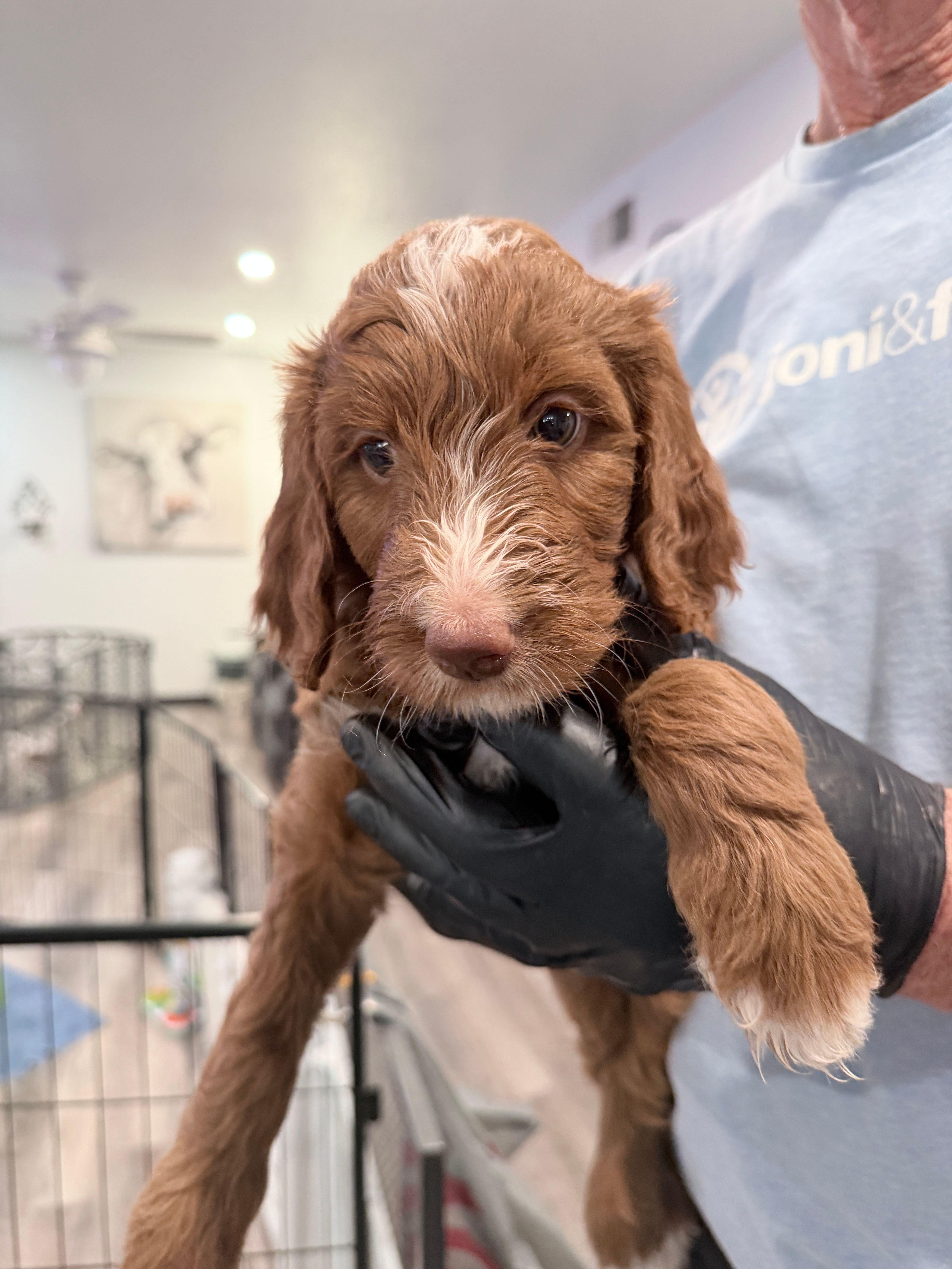 Arieal – Goldendoodle, Golden Mountain Doodle puppy for sale in Temecula, CA
