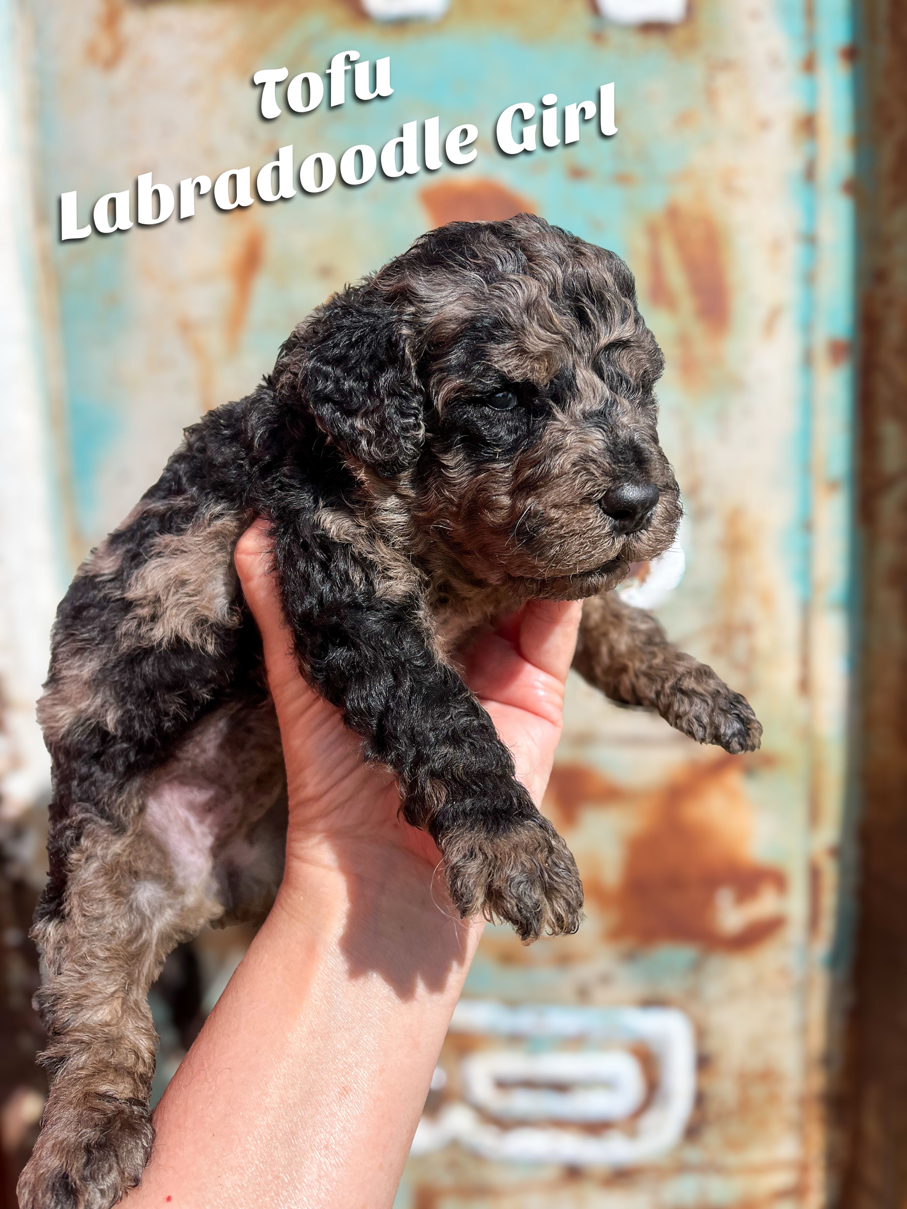 Tofu Merle  – Labradoodle puppy for sale in Haslet, TX