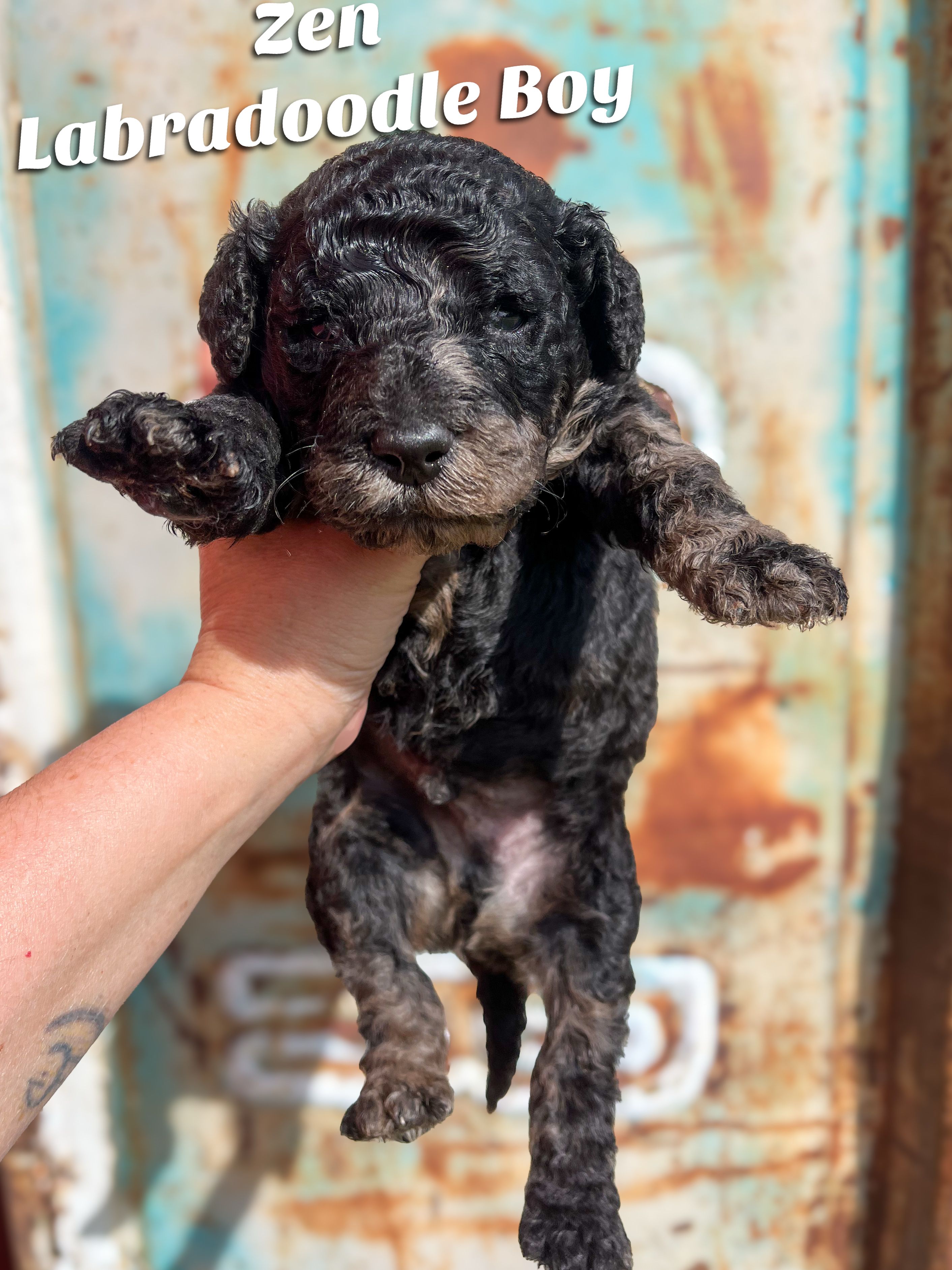 Zen Tweed Merle – Labradoodle puppy for sale in Haslet, TX