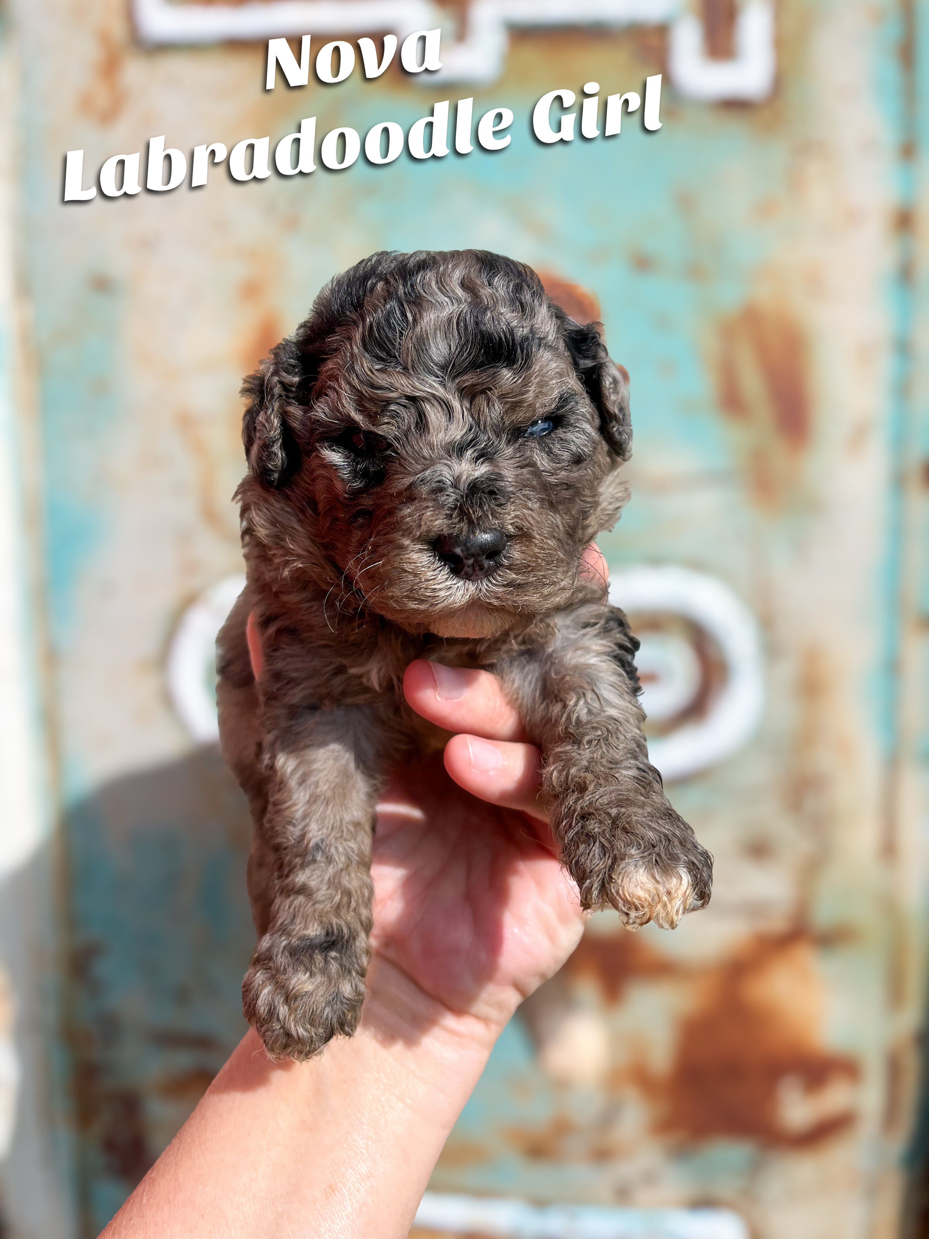 Nova Merle – Labradoodle puppy for sale in Haslet, TX